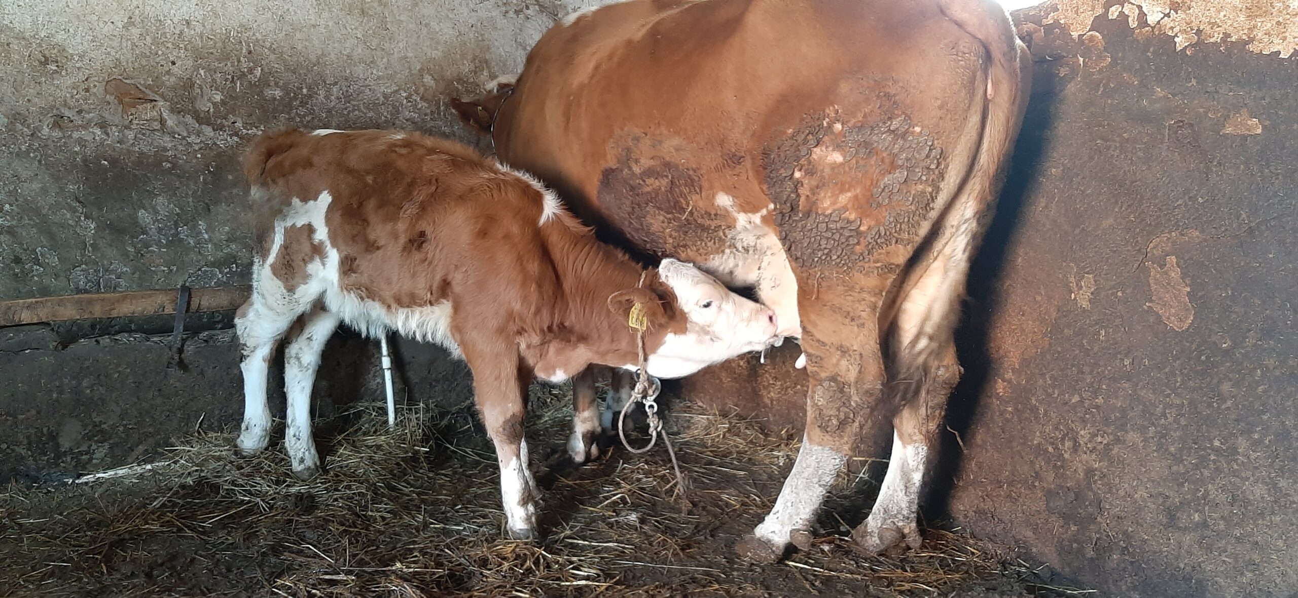 Porodica Radovanović selo Batalage