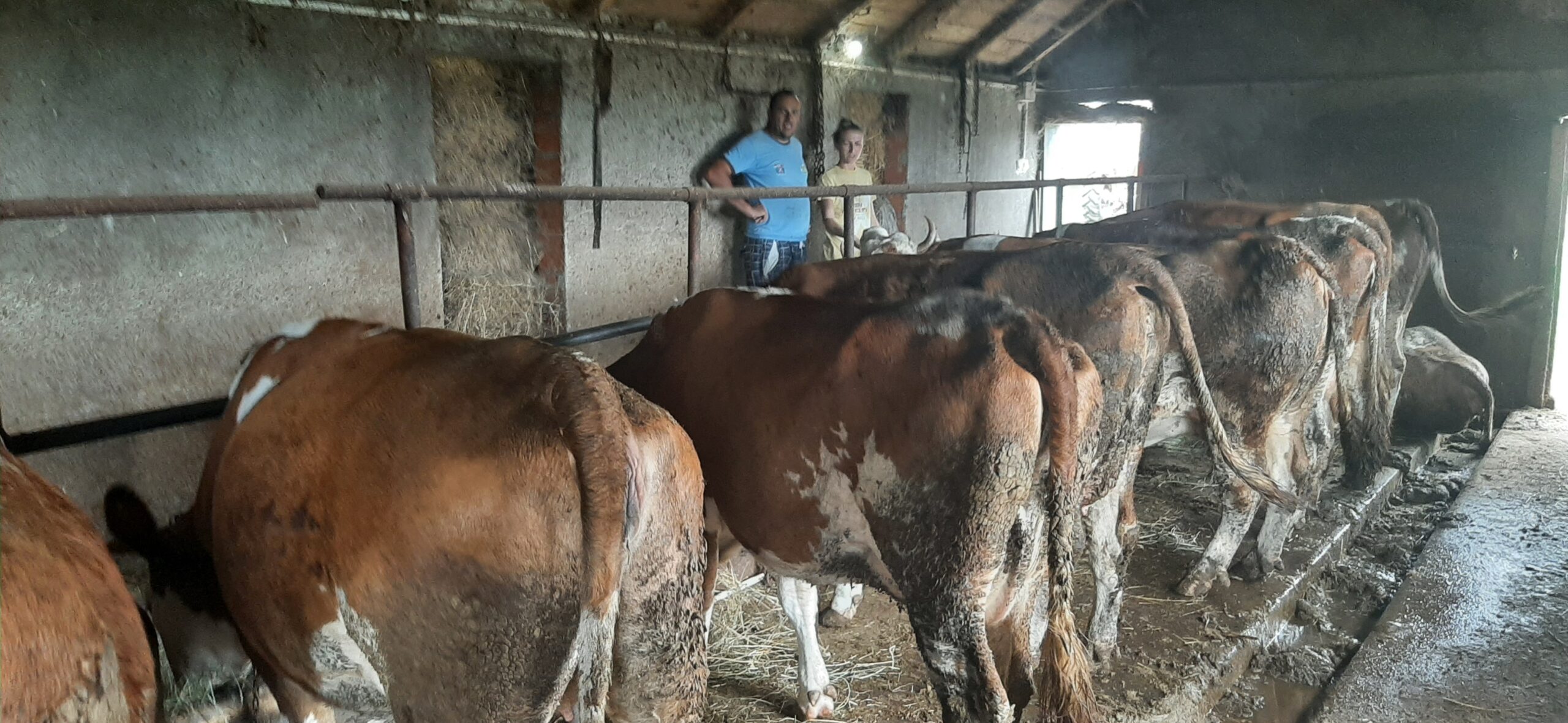 porodica Radovanović  Foto:privatna arhiva selo Batalage porodica radovanović prosledila sanja tomic krave štala