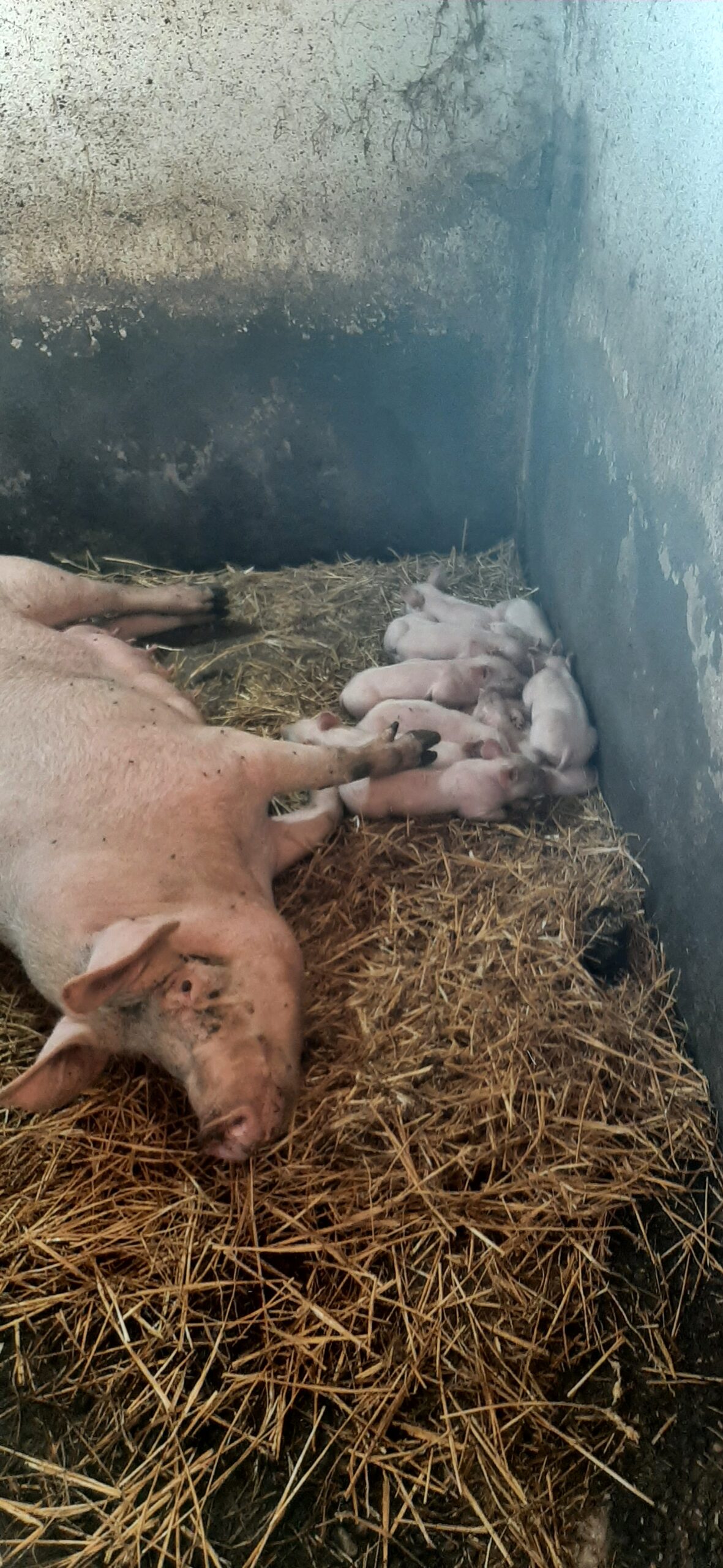 Porodica Radovanović selo Batalage