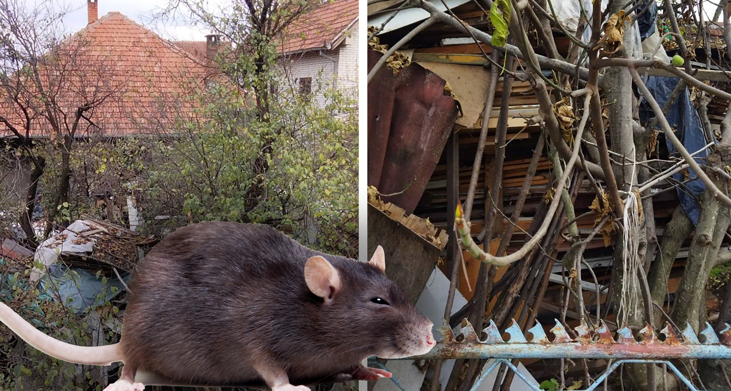 "Pacovi nam šetaju ulicom kao da su na korzou", Ljubica Sokić