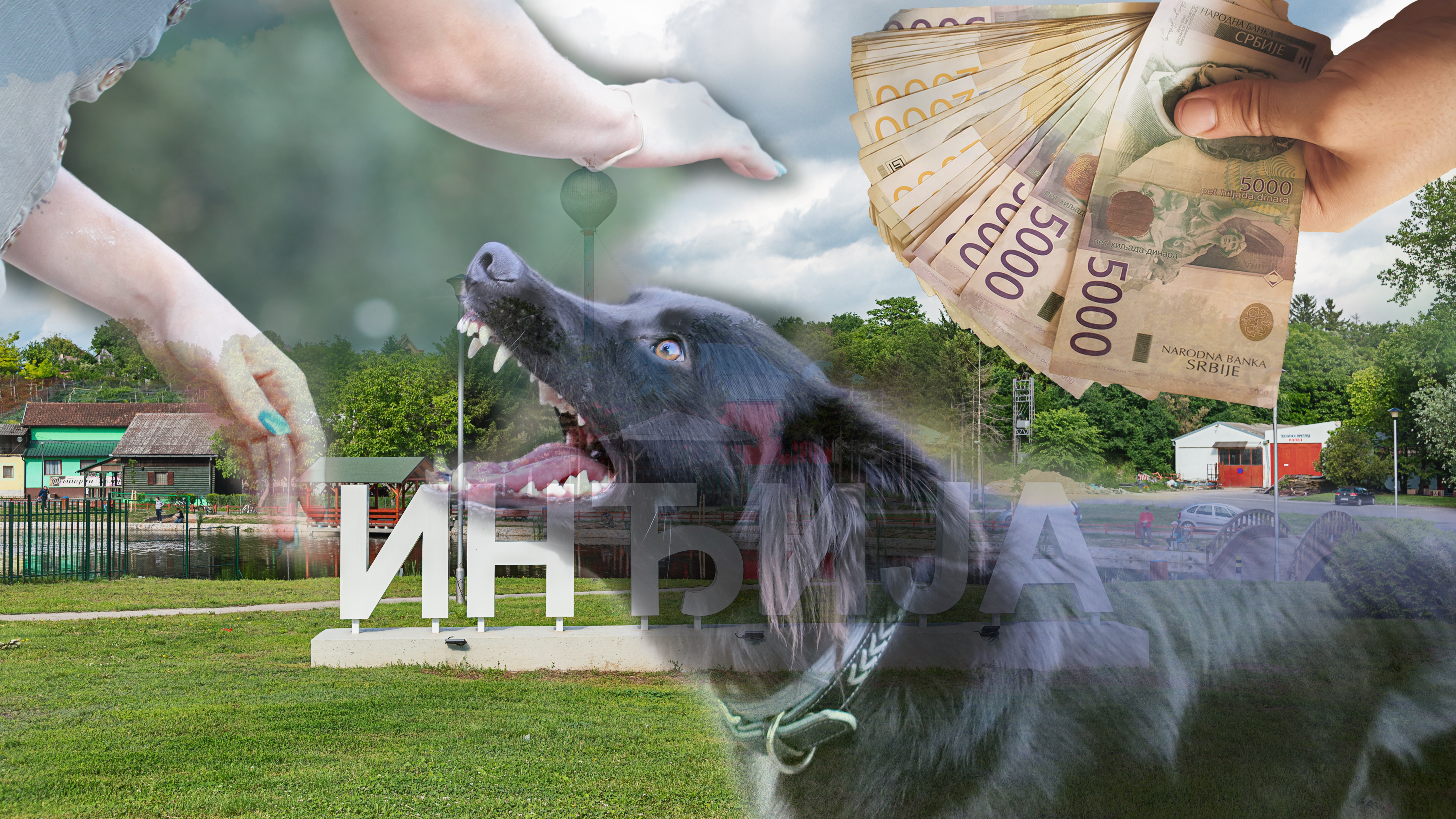 Indjija, pseća mafija, novac, besni psi, Inđija KOMBO