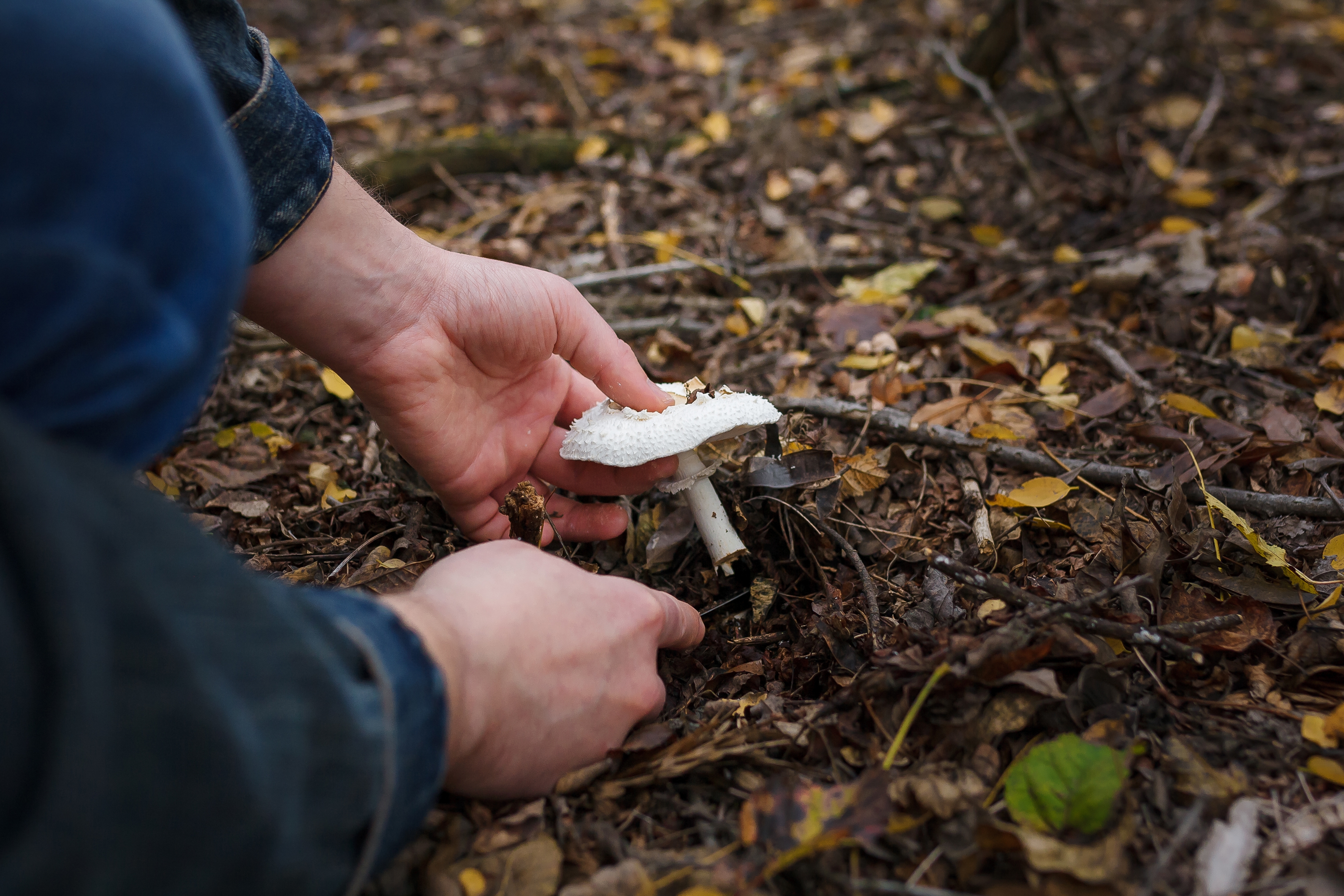 Close,Up,Of,Mushroom-pickers,Hands,With,Knife,Cutting,Fresh,Champignon