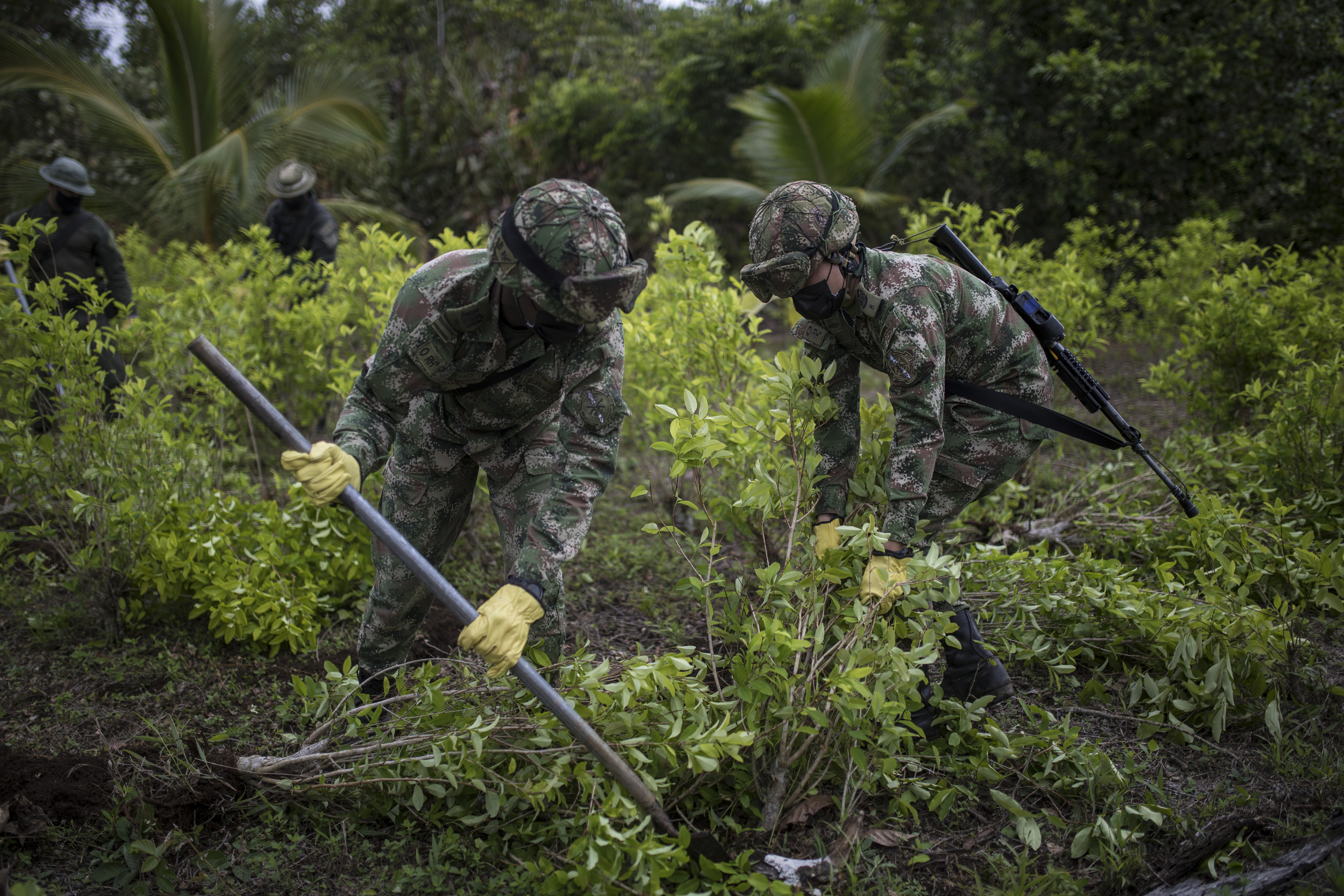 najbolje fotografije 31 12 2020   Colombia Coca