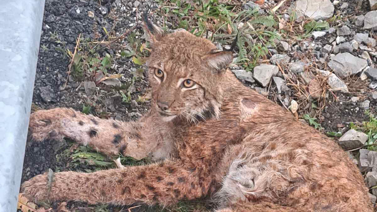 IMG-20221121-WA0007a