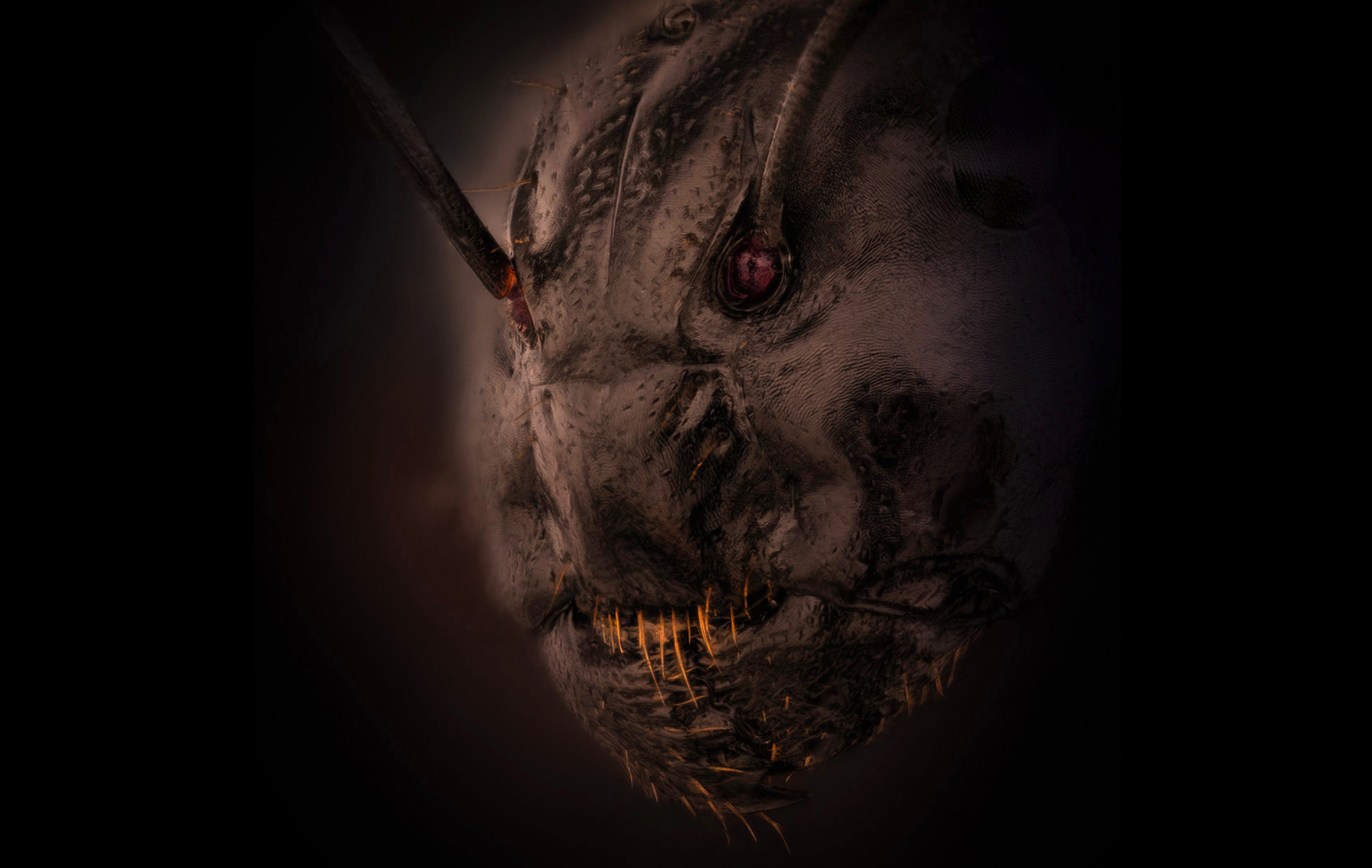Mrav close up, mrav demon