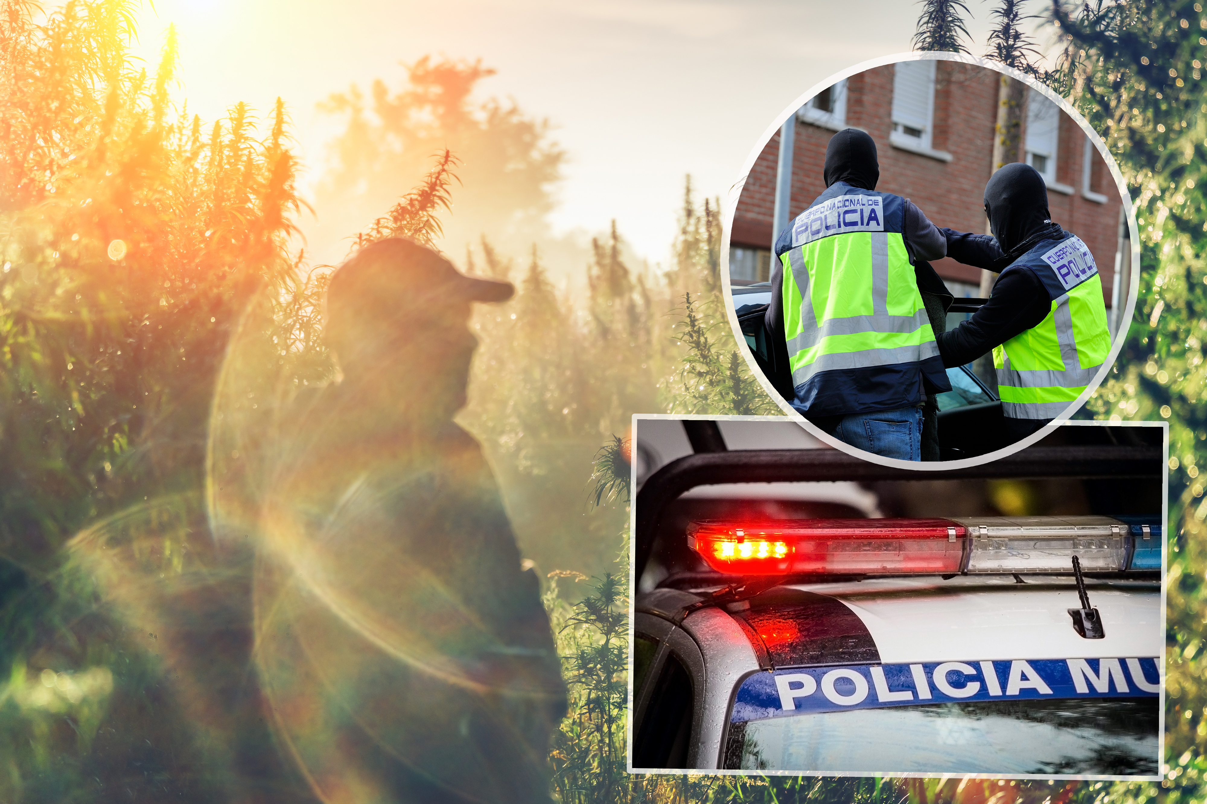 Silhouette,Of,A,Man,On,A,Hemp,Field,In,Sunlight