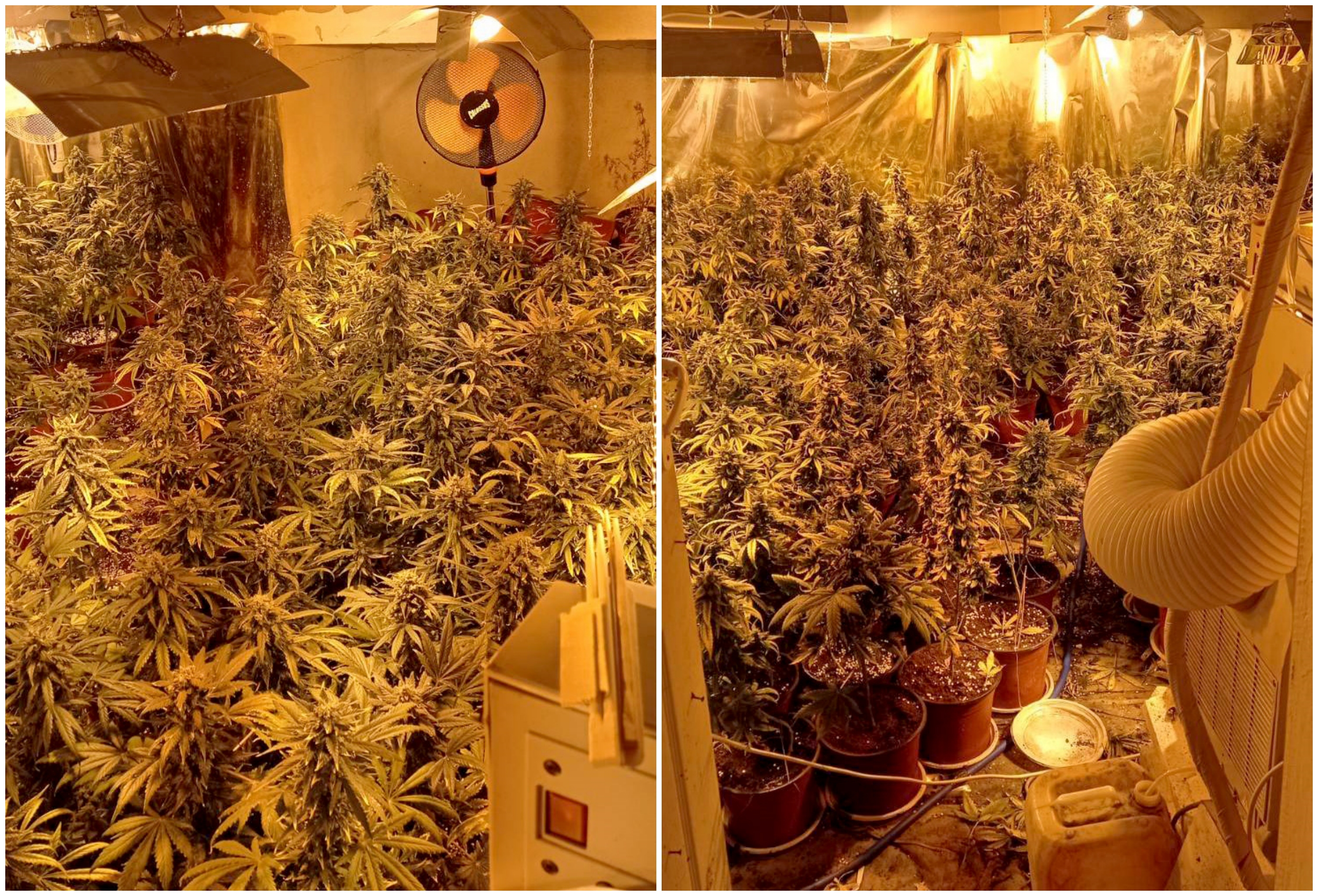 zaplena marihuane u Jagodini, marihuana, Jagodina, droga, narkotici, canabis, kanabis