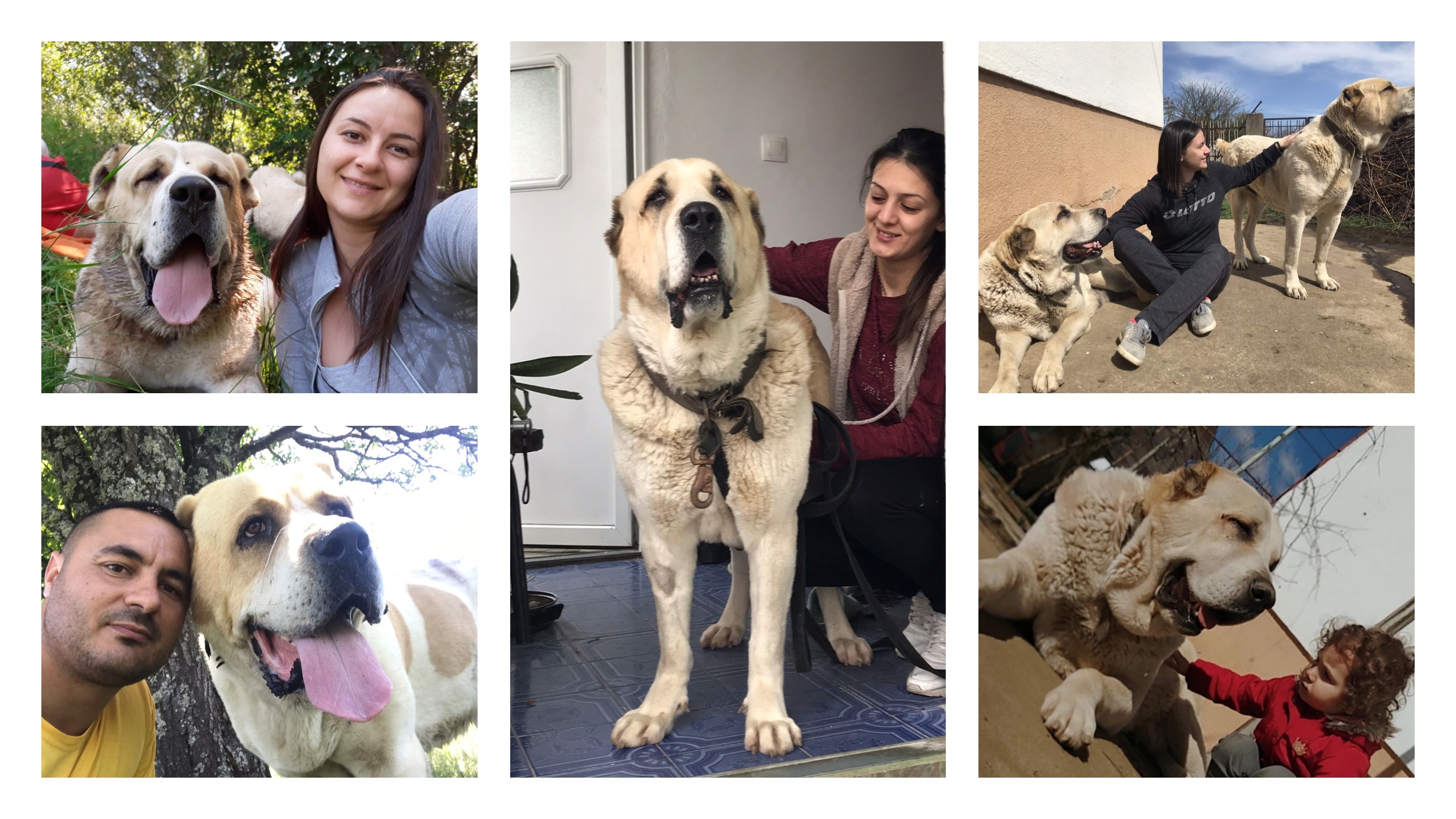 Vranje, Brutalno ubijen pas u Vranju, poslal Sanja Petrov kombo