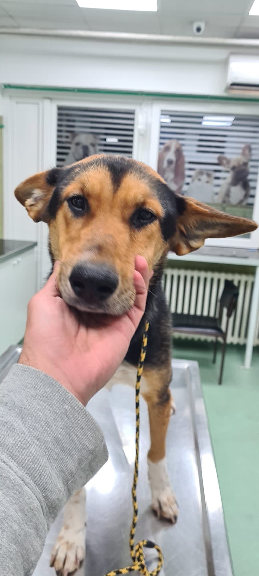 Povredjeni pas zapalje rep