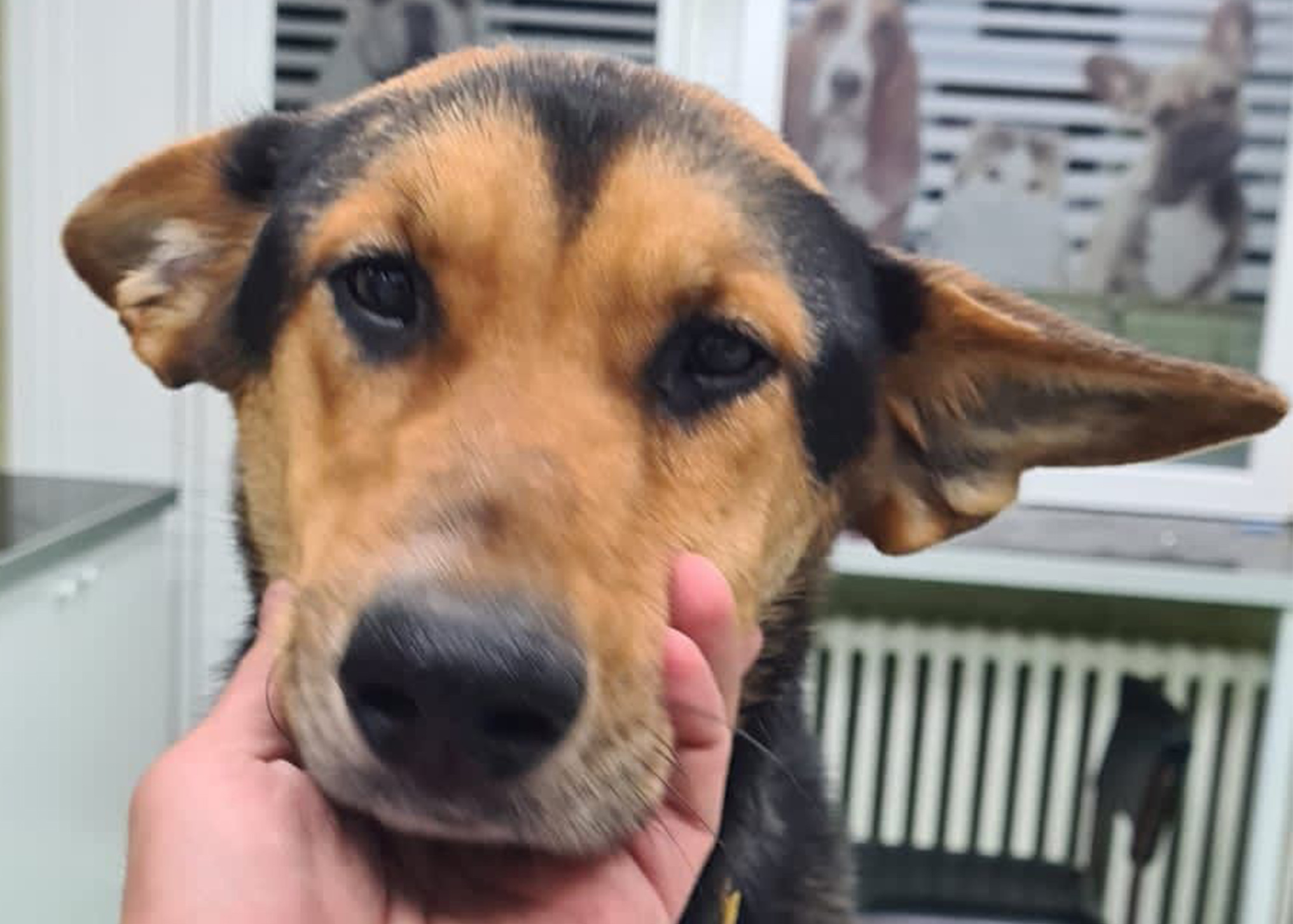 Povredjeni pas zapalje rep