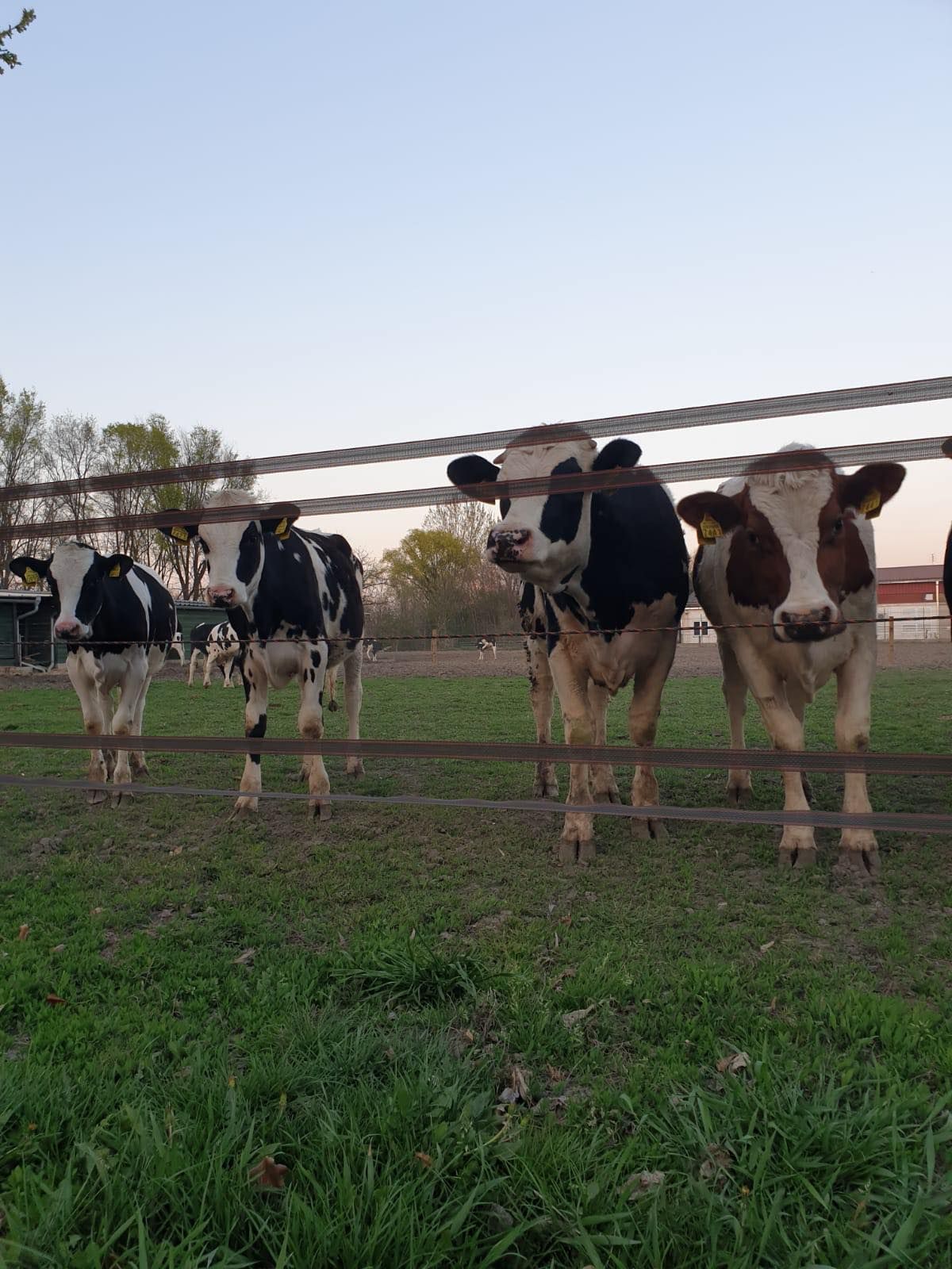 Sanja Bugarski/odgajivači goveda