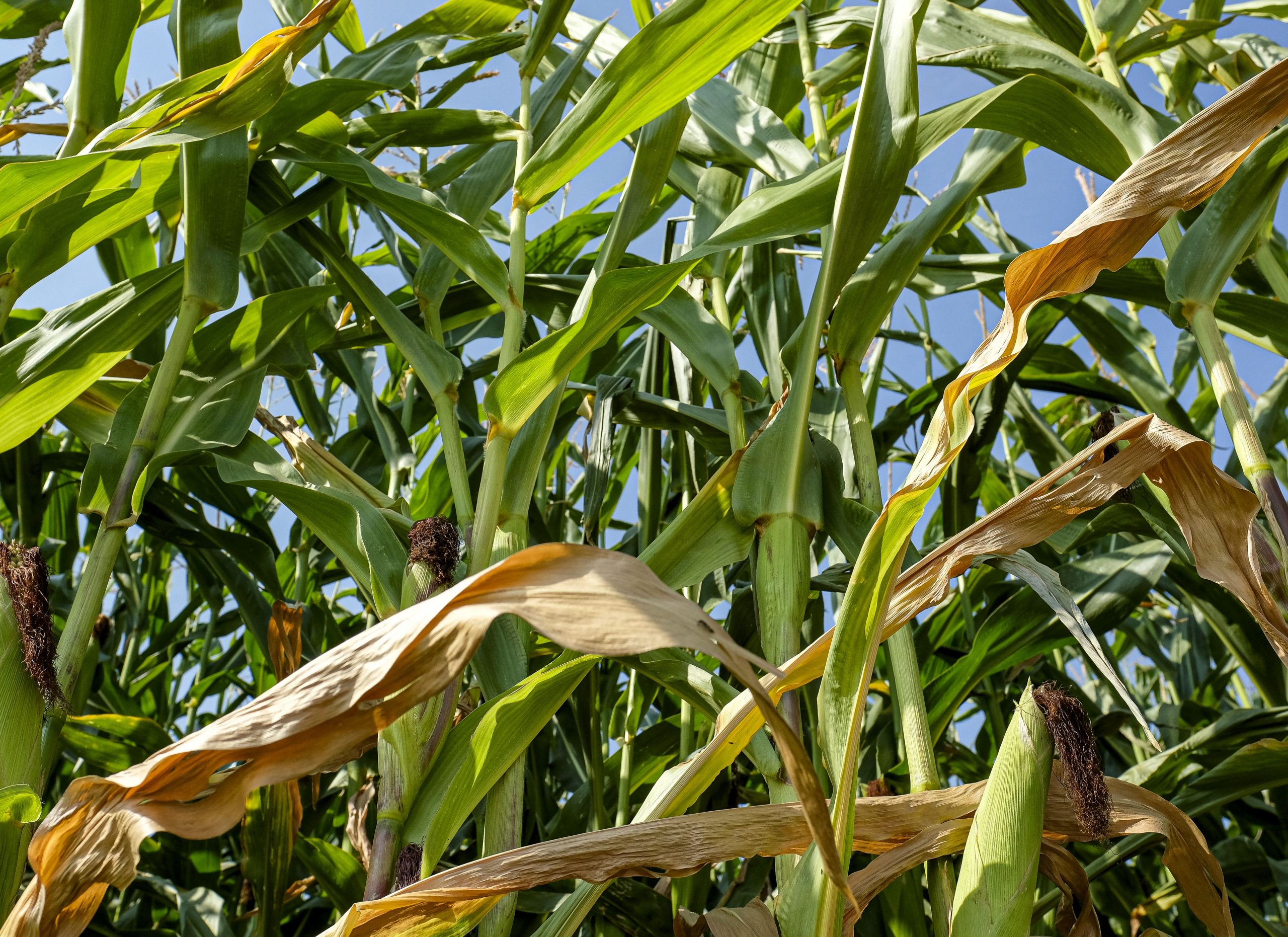epa08596993 Corn plants on a dry field near Olm, Luxembourg, 11 August 2020. Luxembourg and large parts of Europe currently experience a heat wave with temperatures of up to 35 degrees Celsius.  EPA-EFE/JULIEN WARNAND