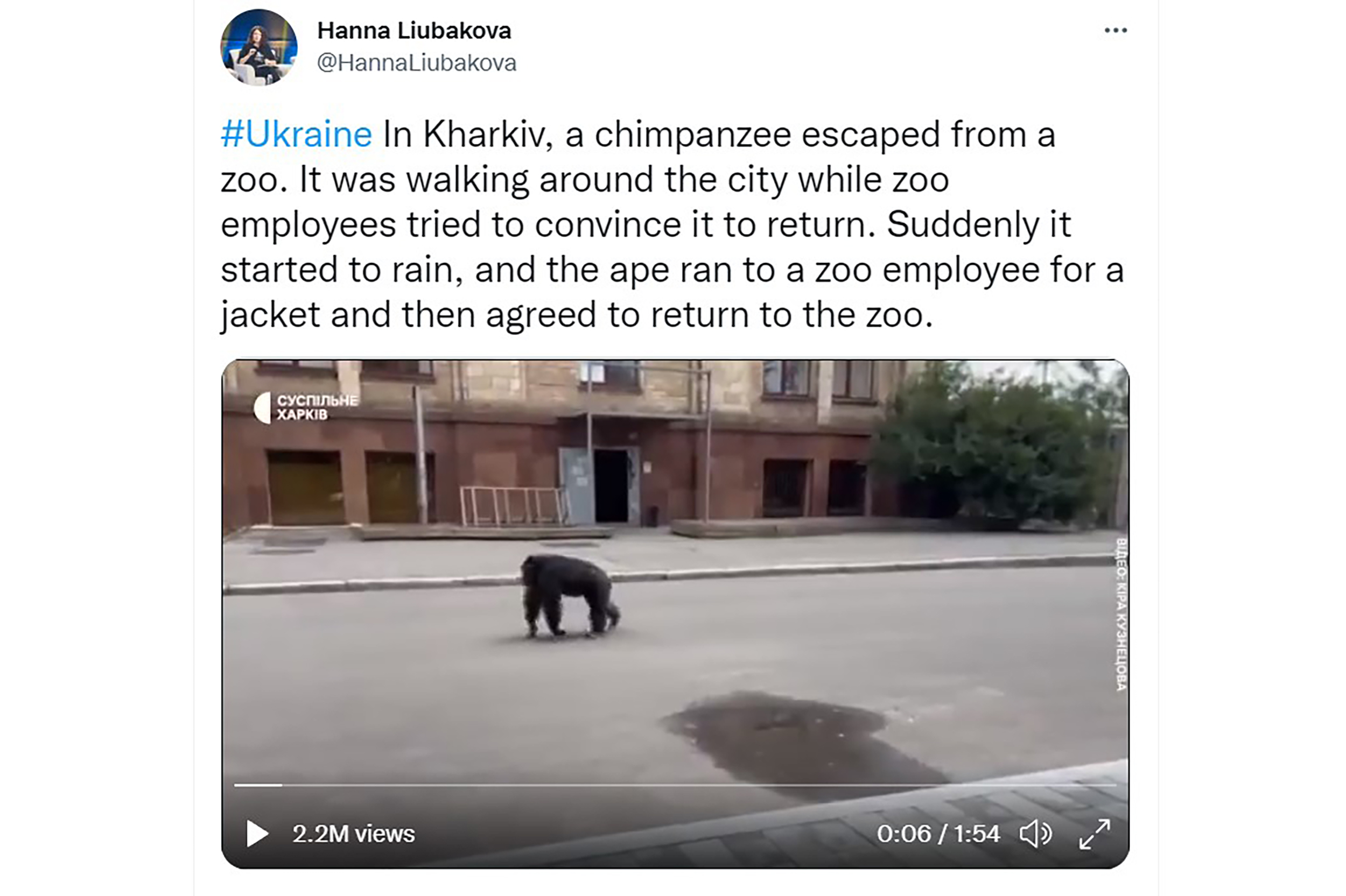 Kharkiv, a chimpanzee escaped from a zoo. It was walking around the city while zoo