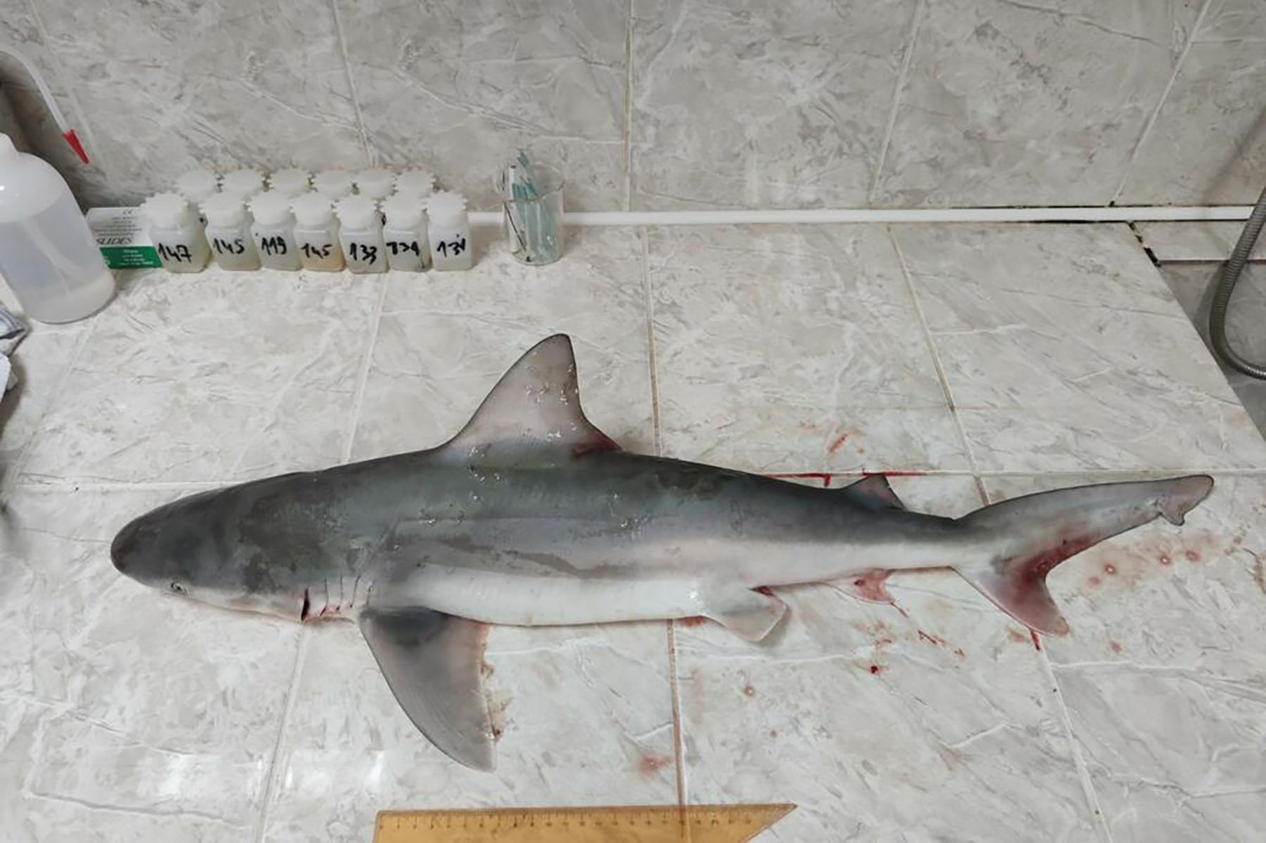 Foto Institut za biologiju mora