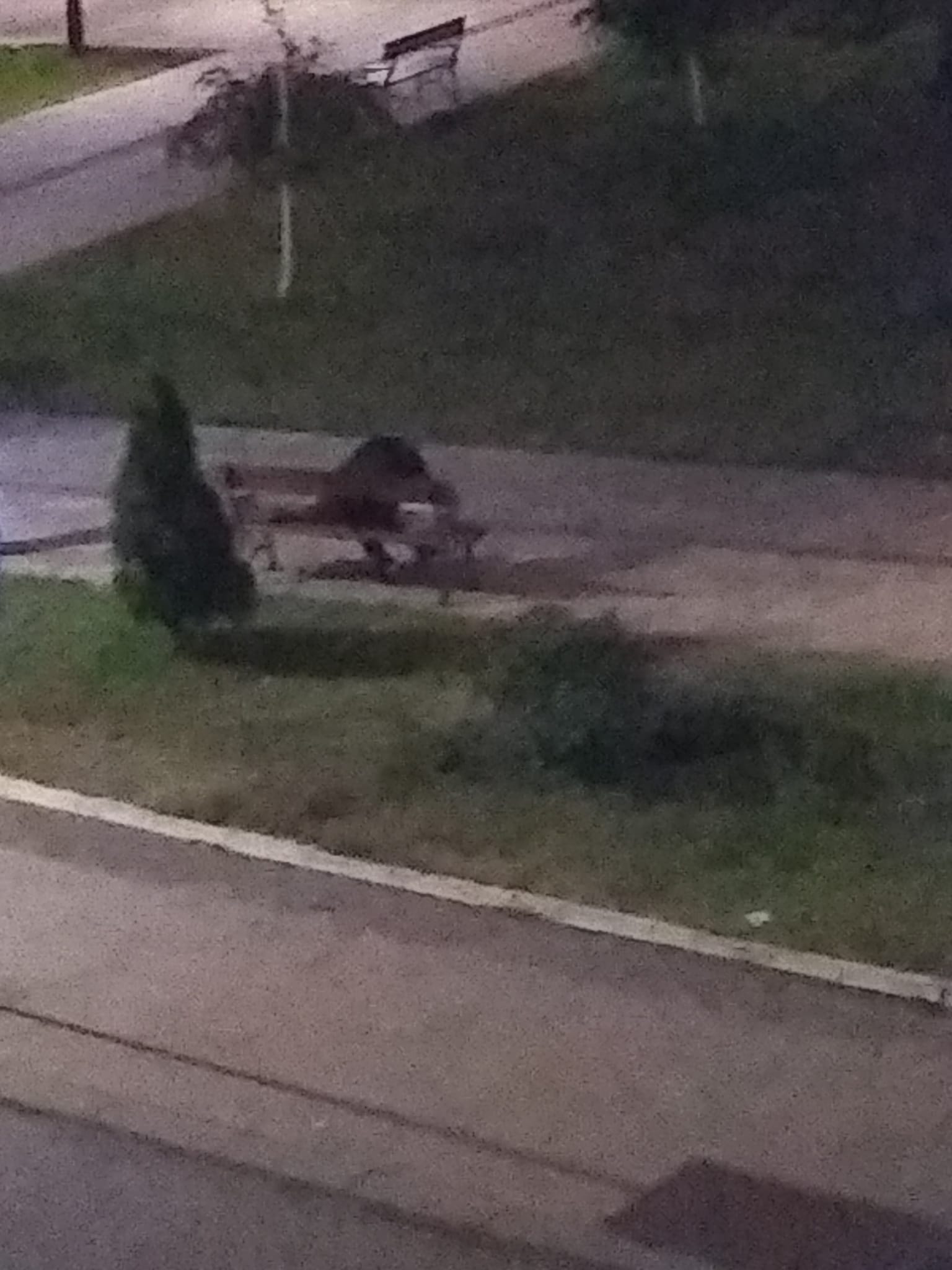 Starija ženska osoba (68) koja je nekoliko dana lutala borskim ulicama, s.j posklala bor