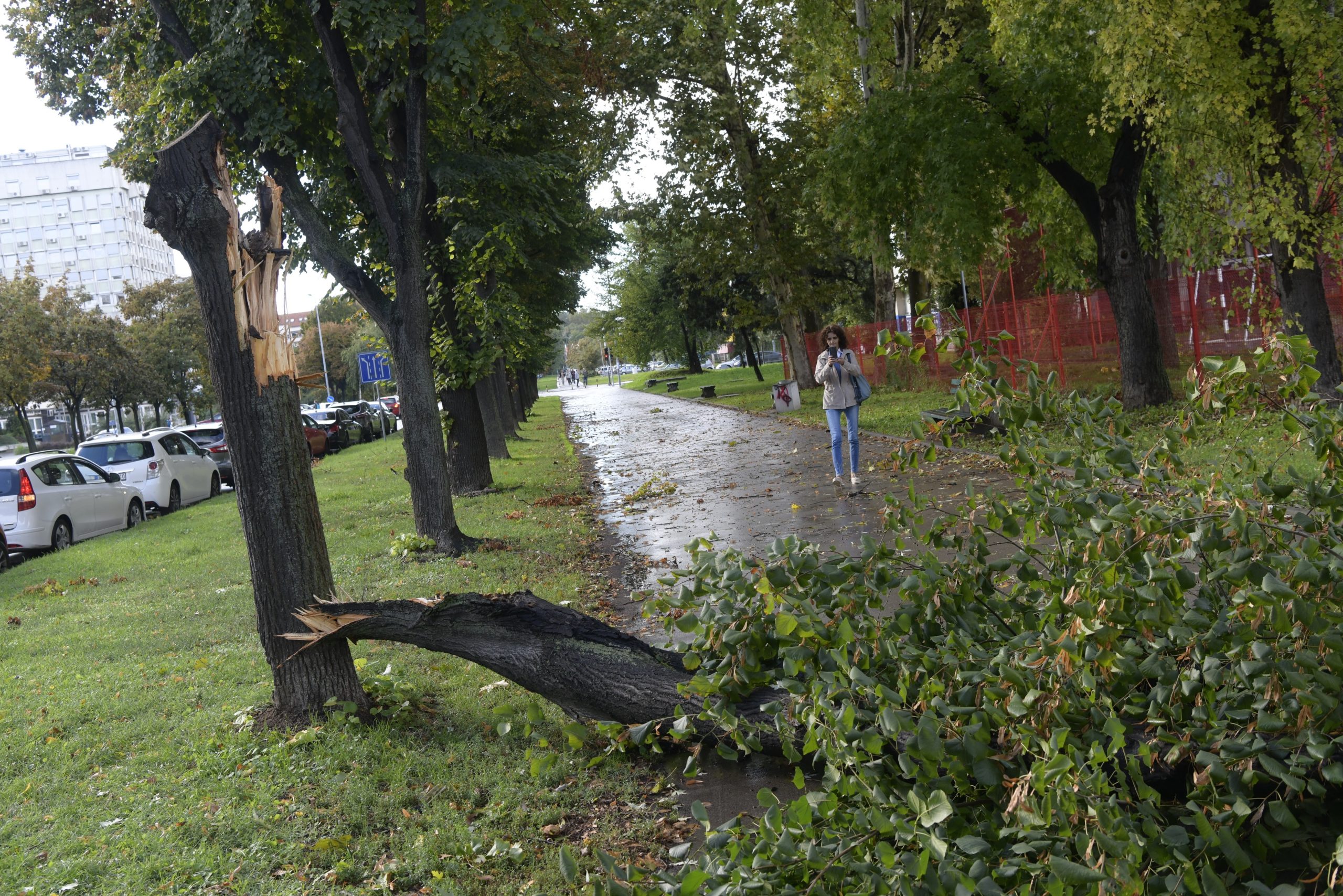 Beograd, 27.09.2022. Osnovna škola Duško Radović, Novi Beograd, oluja, kiša, polomljeno drvo, palo drvo Foto: Goran Srdanov/Nova.rs