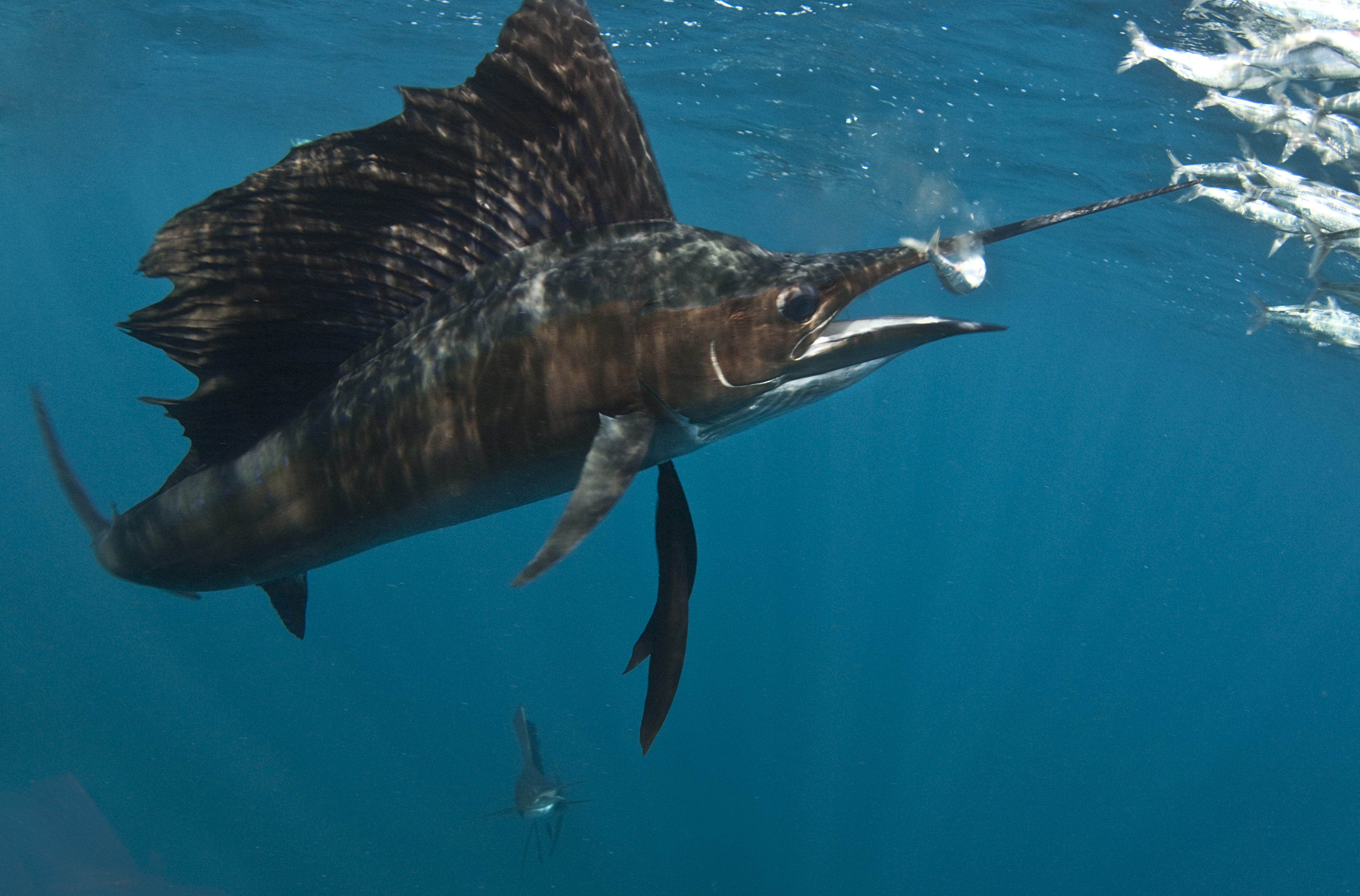Sailfish, sabljarka Foto: Shutterstock