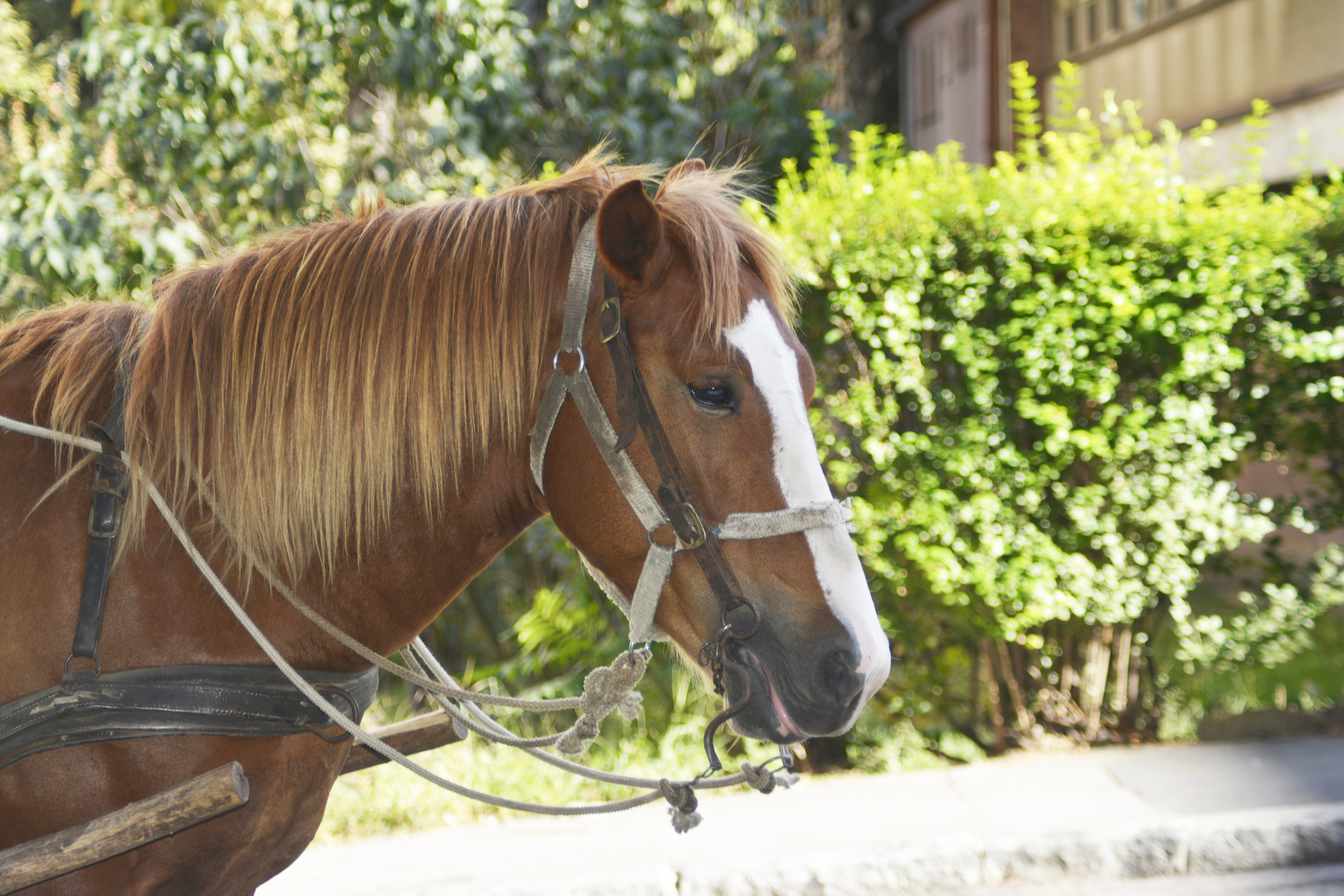 Belgrade,,Serbia,Republic,Of,Serbia,-,October,,4th,,2020.:,A