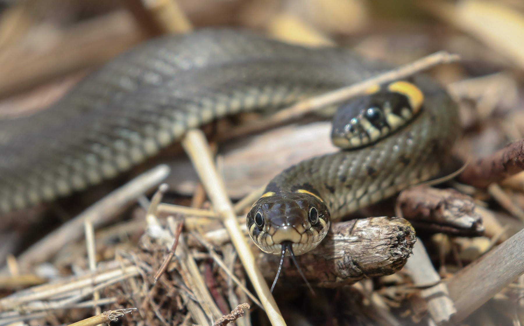 Vileyka Reservoir in Belarus