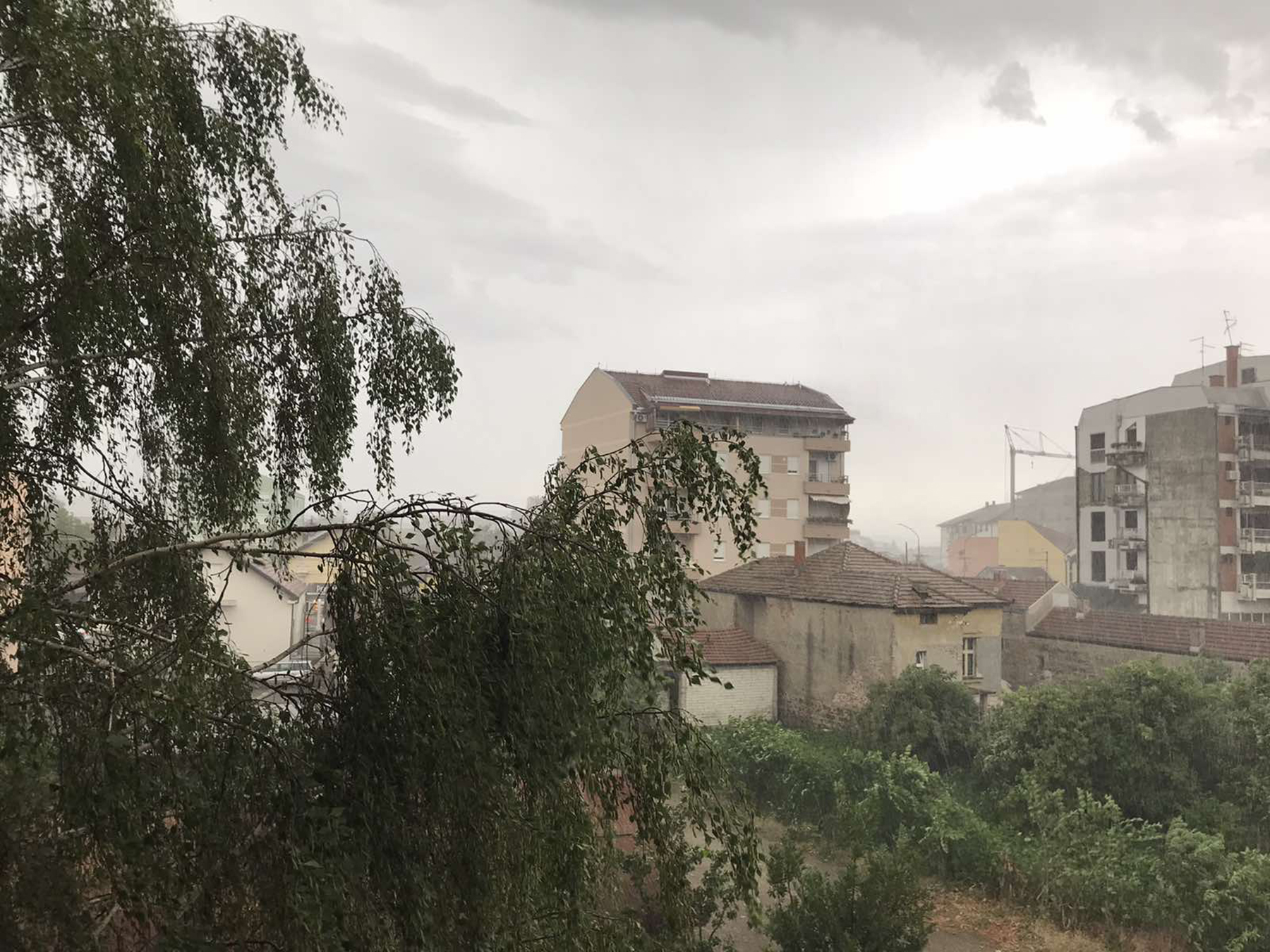 cacak foto ljubica sokic (2)