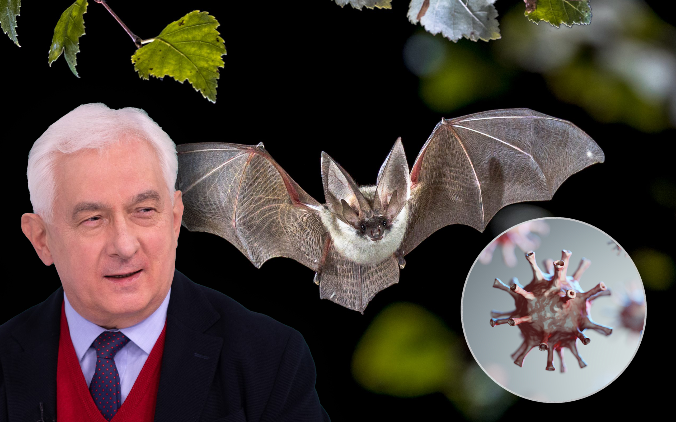 Dragan Delić, slepi miš, koronavirus kombo, korona,