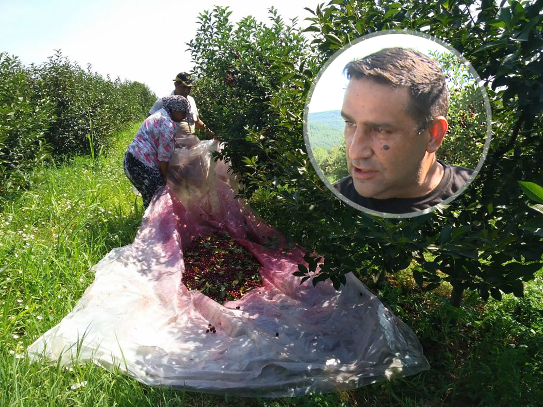 1656315270-Berba-visanja copy