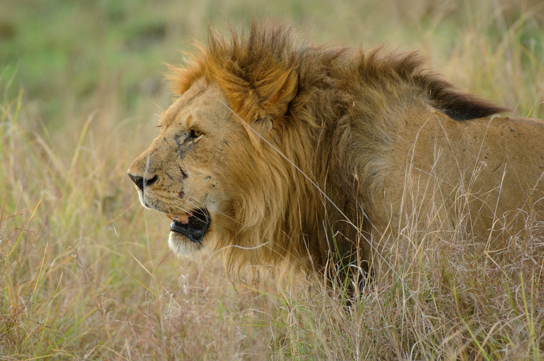 Lion male,portrait of a wet mane lion,Masai Mara,Kenya