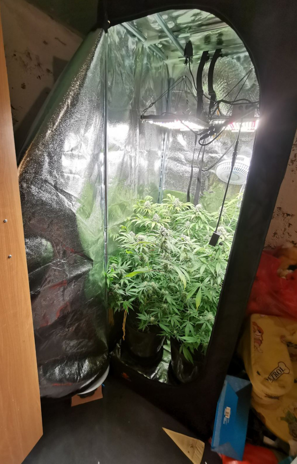 Laboratorija marihuane, FOTO: MUP RS