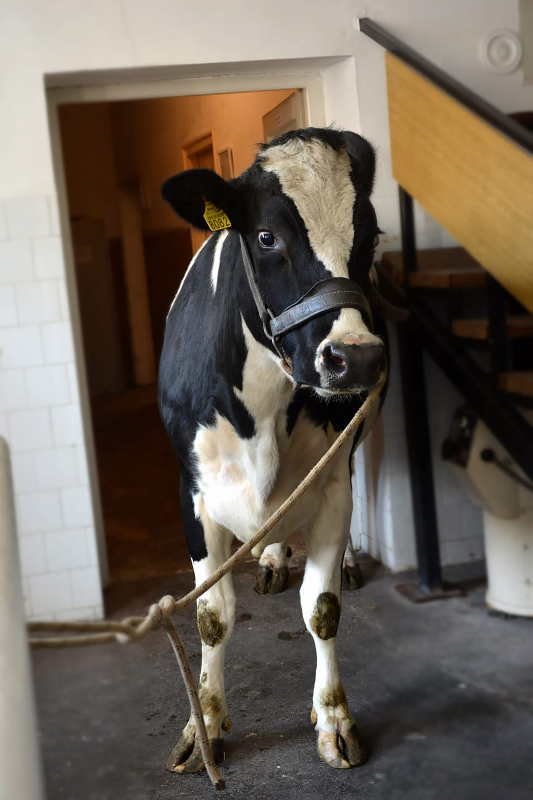 krava Slavica, fotke sam dobila od studentkinje veterinarskog Tanje Radic