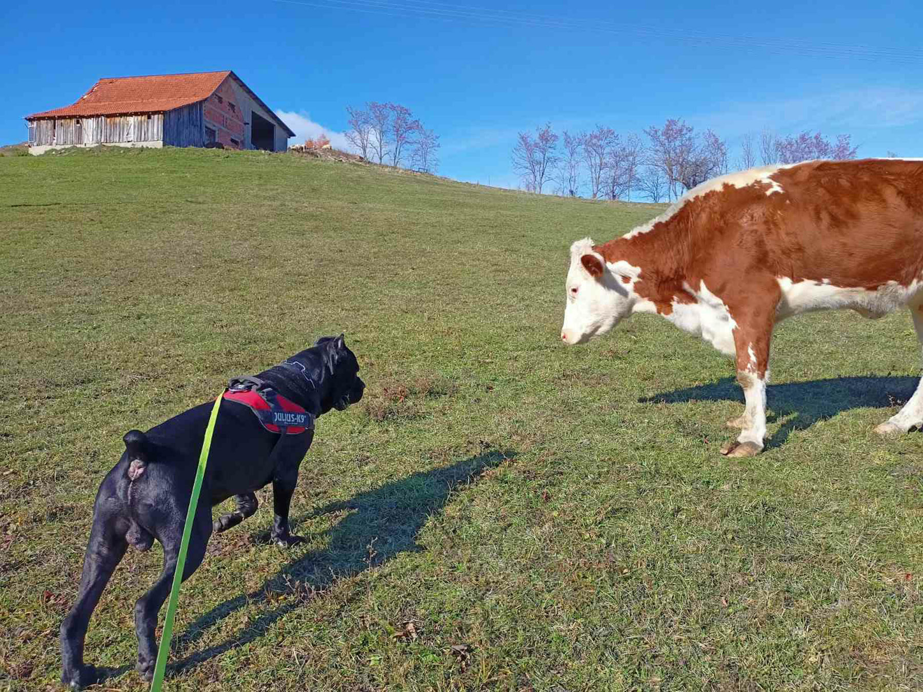 krava Slavica, fotke sam dobila od studentkinje veterinarskog Tanje Radic