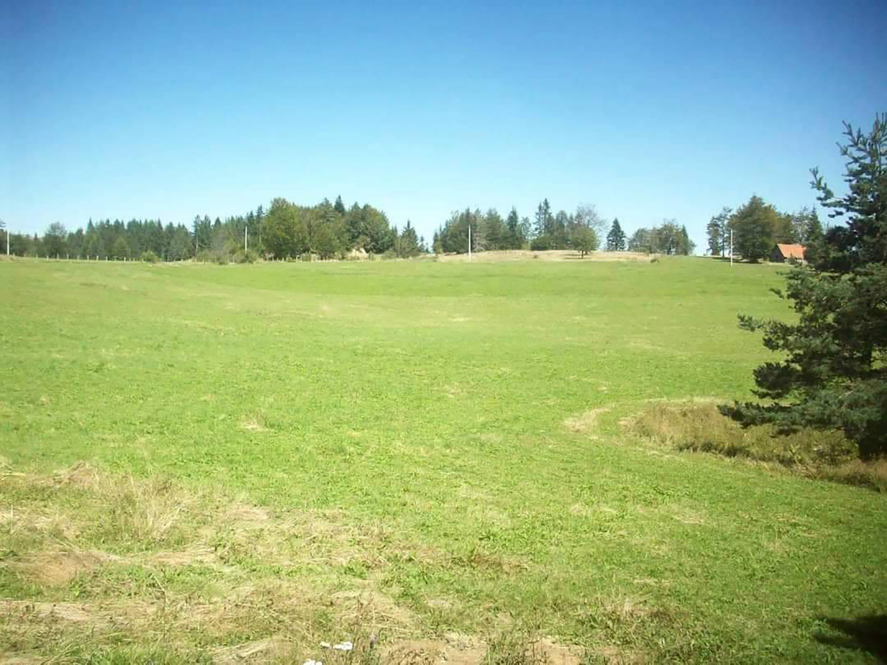 krava Slavica, fotke sam dobila od studentkinje veterinarskog Tanje Radic