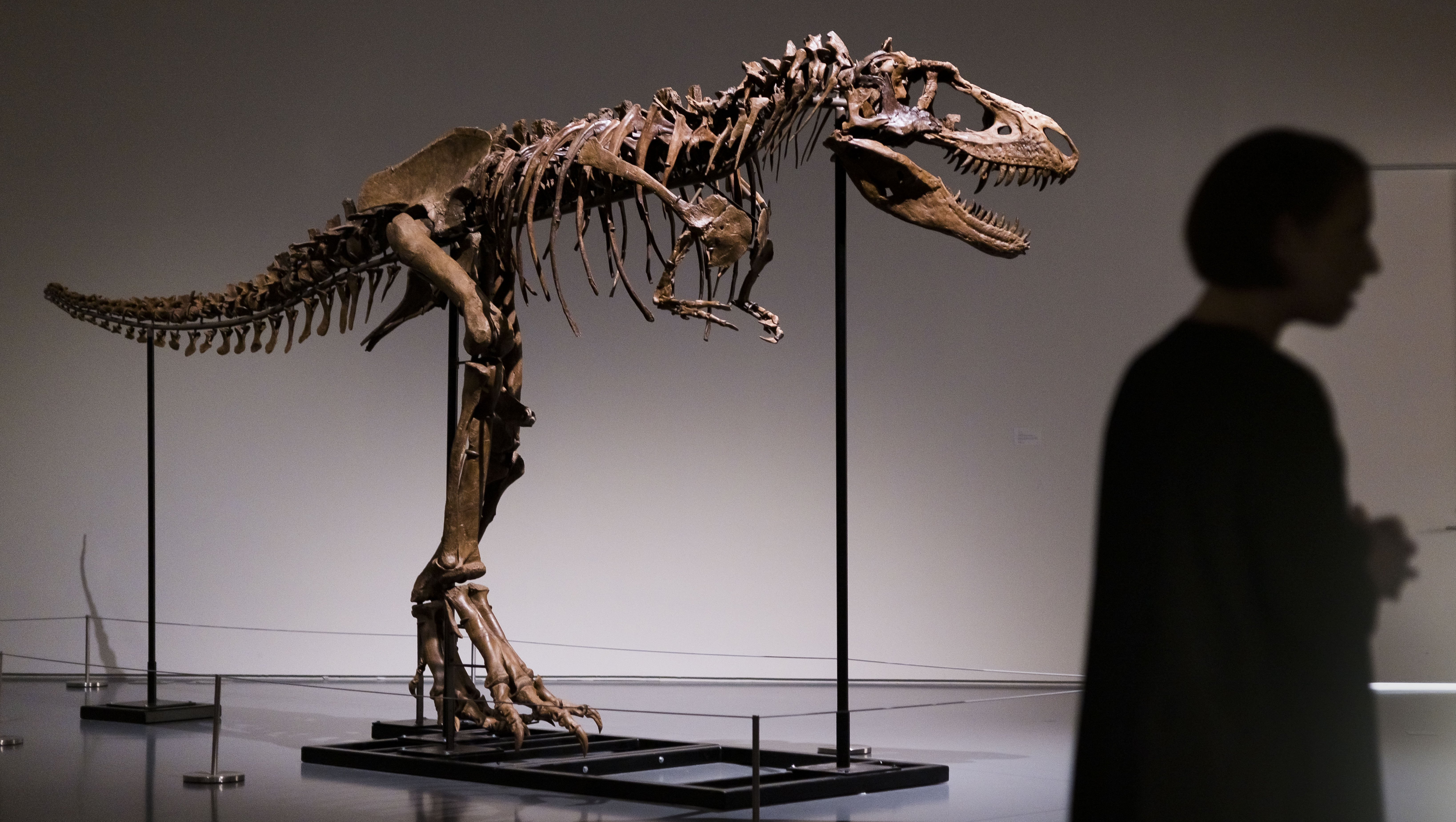 Sotheby's Preview of Full Dinosaur Skeleton Auction
