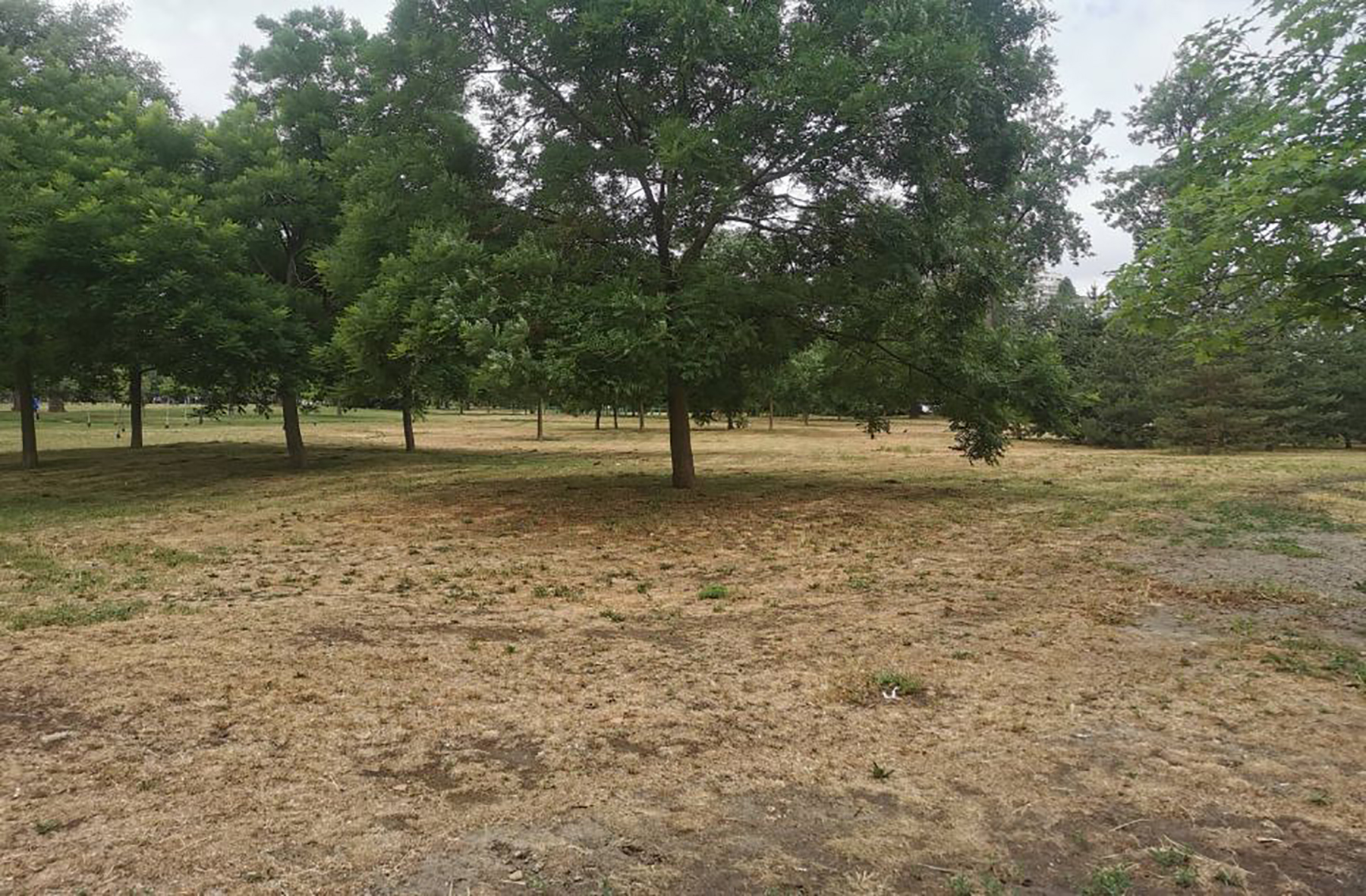 novi sad limanski park zalivni sistem