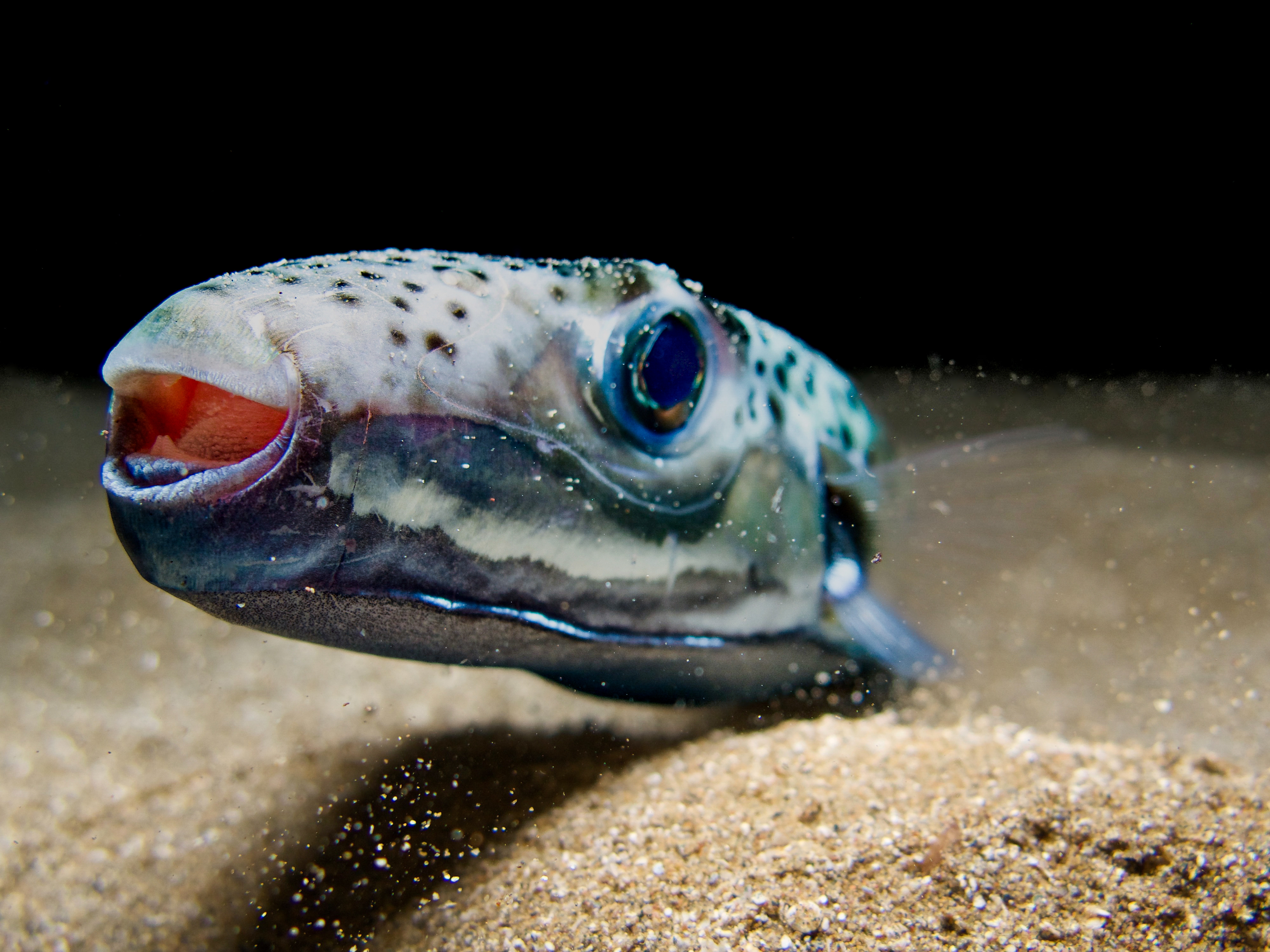 Silver-cheeked,Toadfish,-,Lagocephalus,Sceleratus,From,Cyprus,,Mediterranean,Sea
