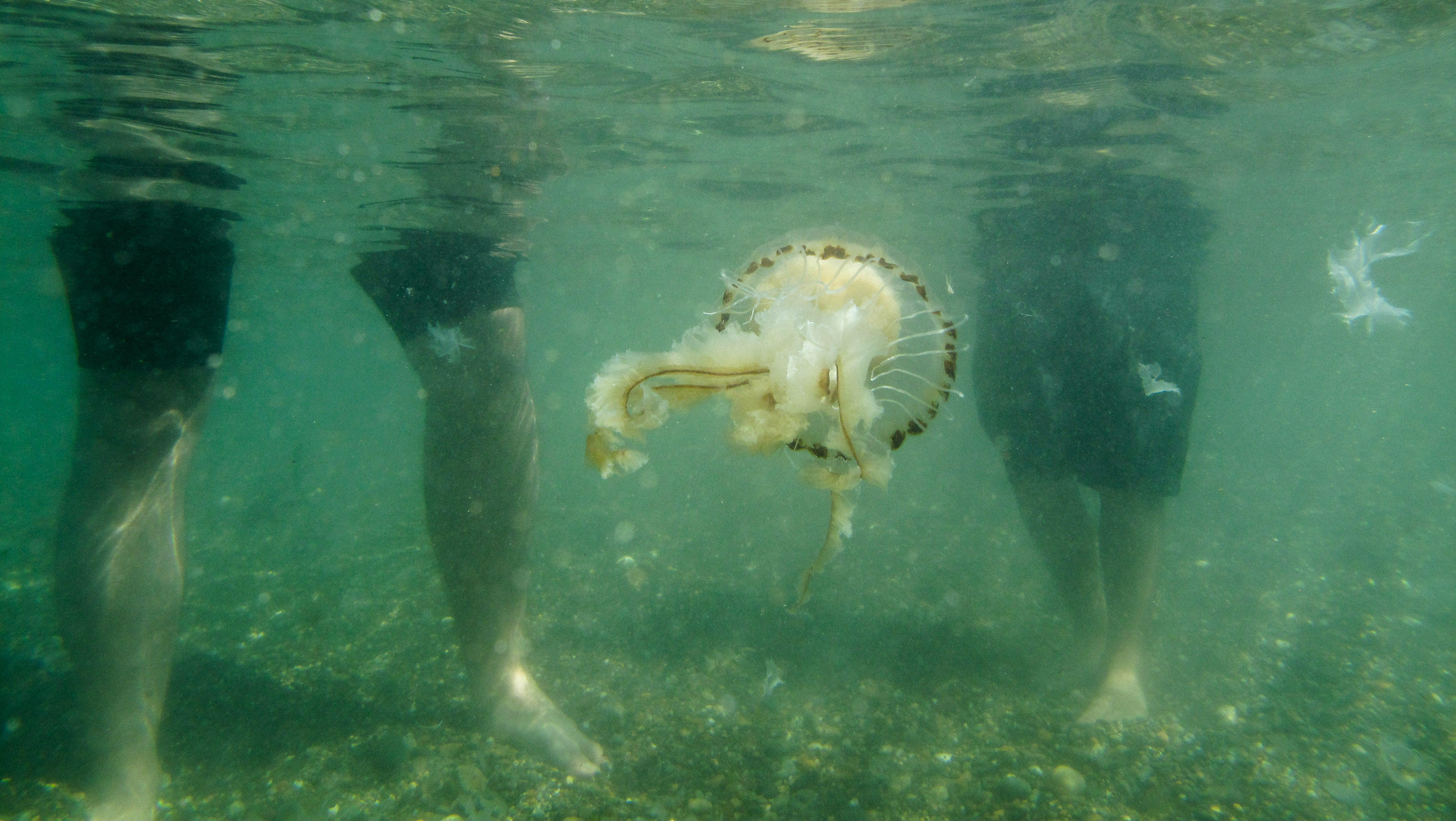 Aberystwyth, UK. 21st July, 2013. UK weather - jelly fish in the warm sea off Aberystwyth UK  Aberystwyth Wales UK, Sunday 21 July 2013.  As the spell of hot sunny weather continues in the UK, Compass jellyfish - Chrysaora hysoscella  are increasingly see