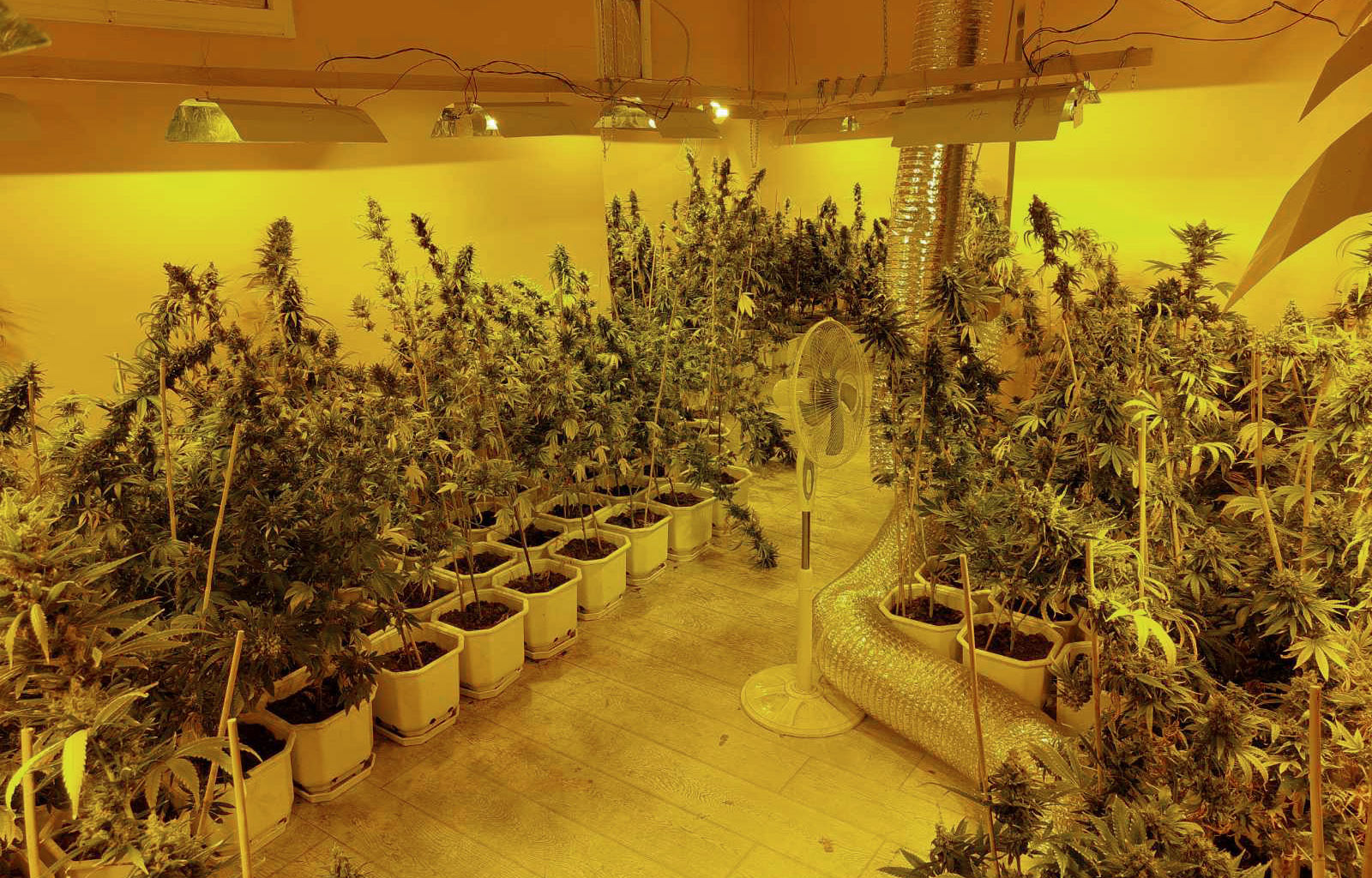 Zaplenjena marihuana