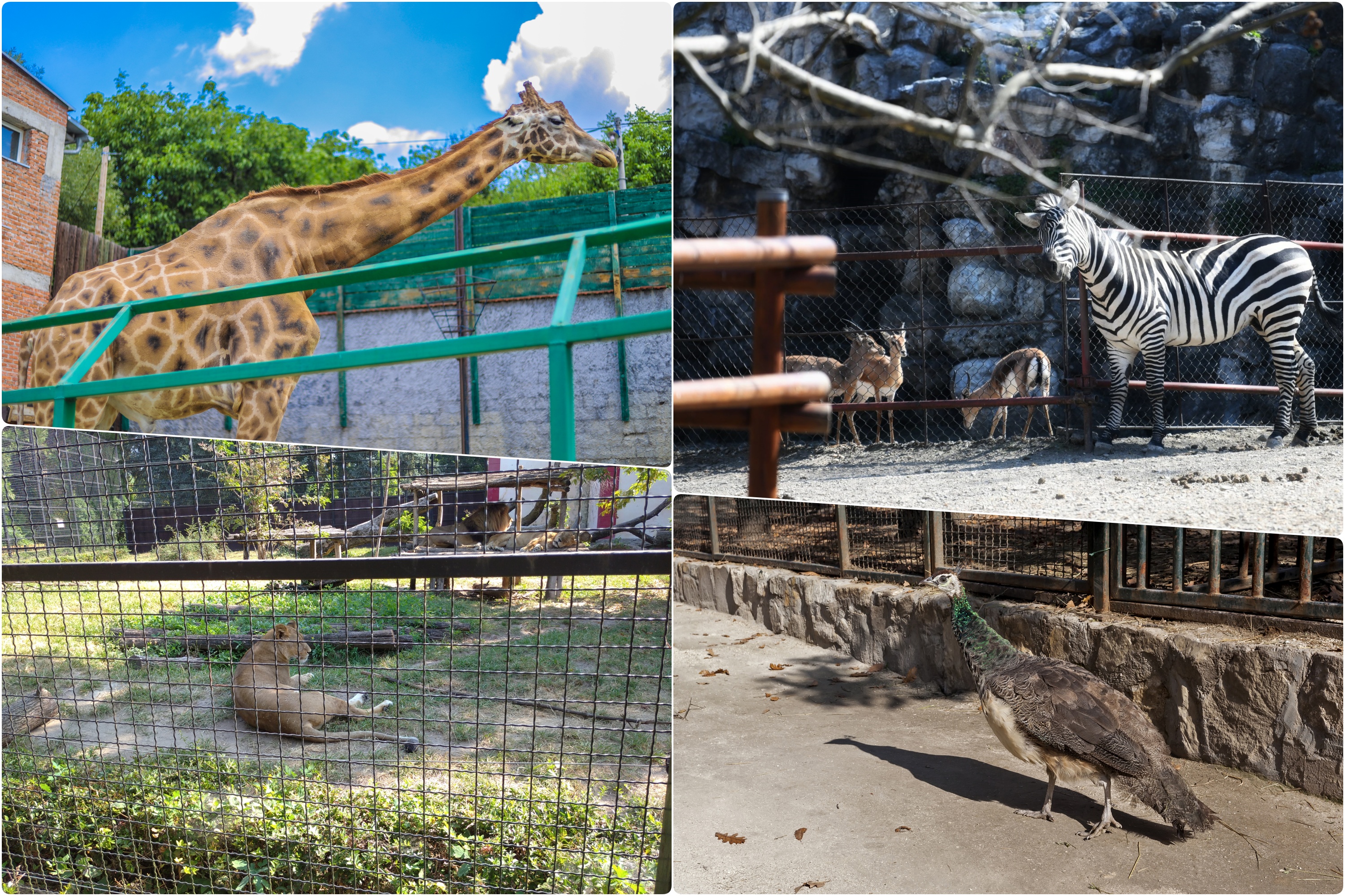 Zooloski vrt Beograd Bor Palic i Jagodina