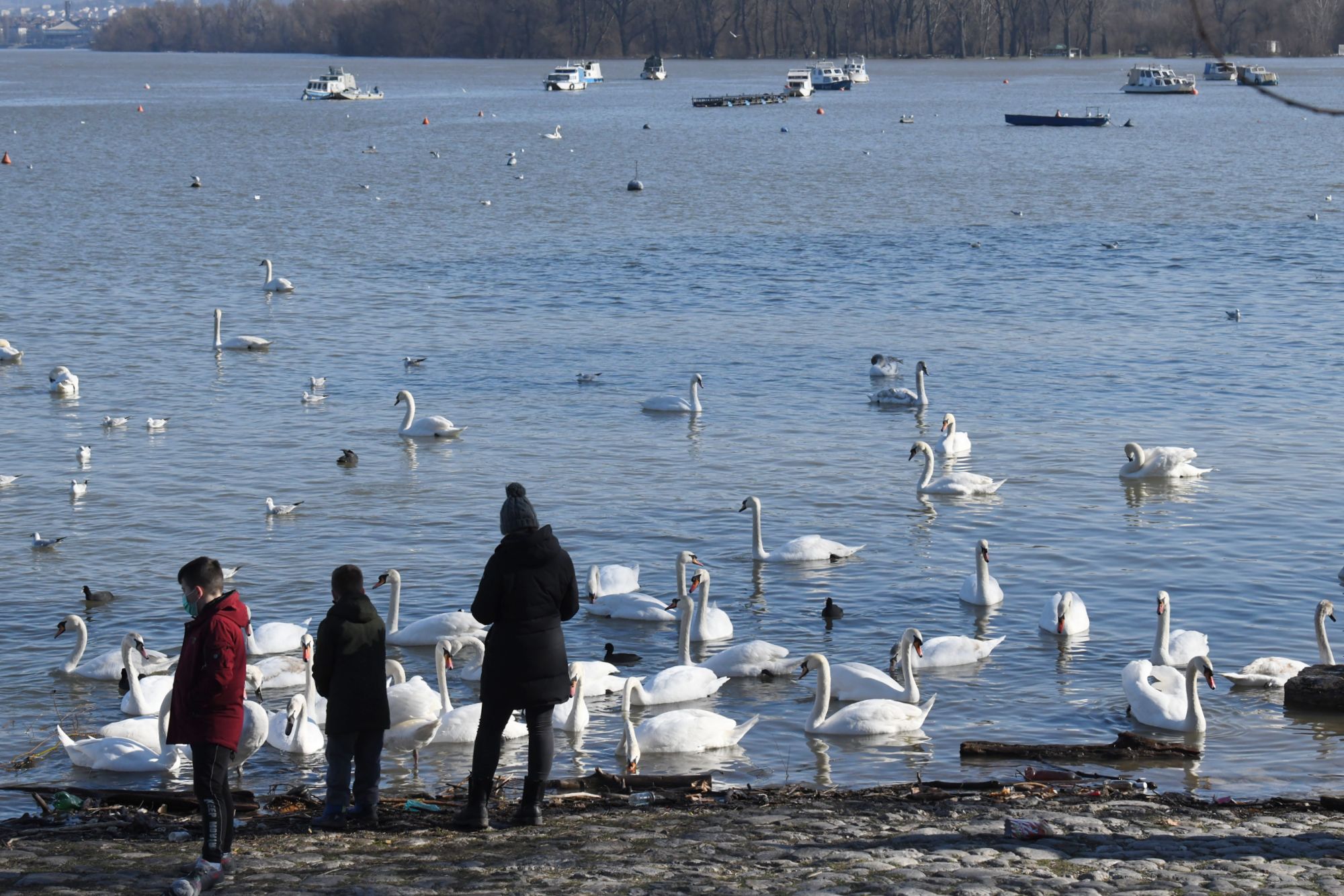 15022021 Beograd 15.02.2021. Zemunski kej, zima, sunce, zubato sunce, šetnja, minus, vreme, prognoza, sunčano, hladno, labud, labudovi Foto: Goran Srdanov/Nova.rs