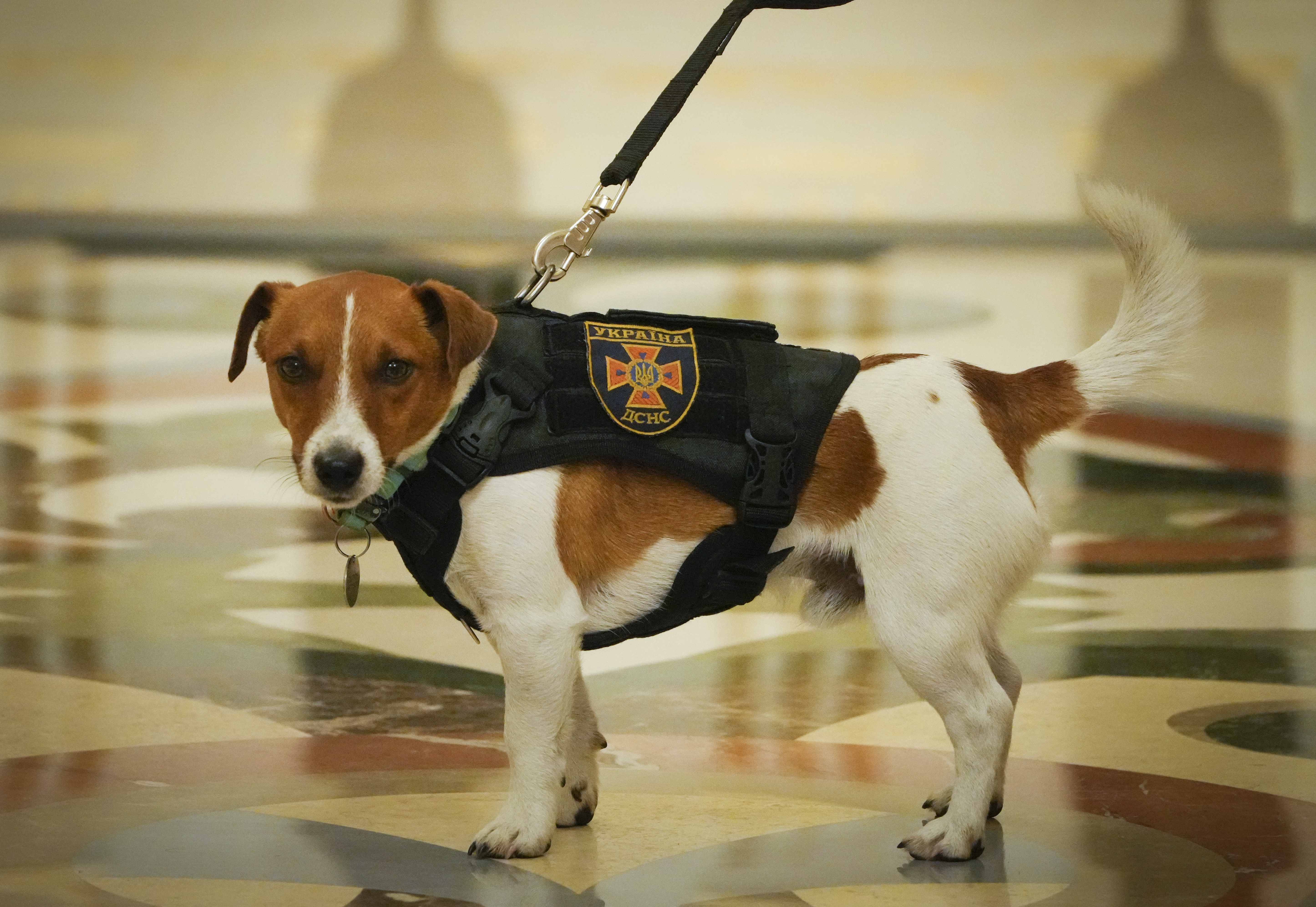 Dog Patron called Bullet at an award ceremony for his owner, a sapper, in Kyiv, Ukraine, Sunday, May 8, 2022. (AP Photo/Efrem Lukatsky)