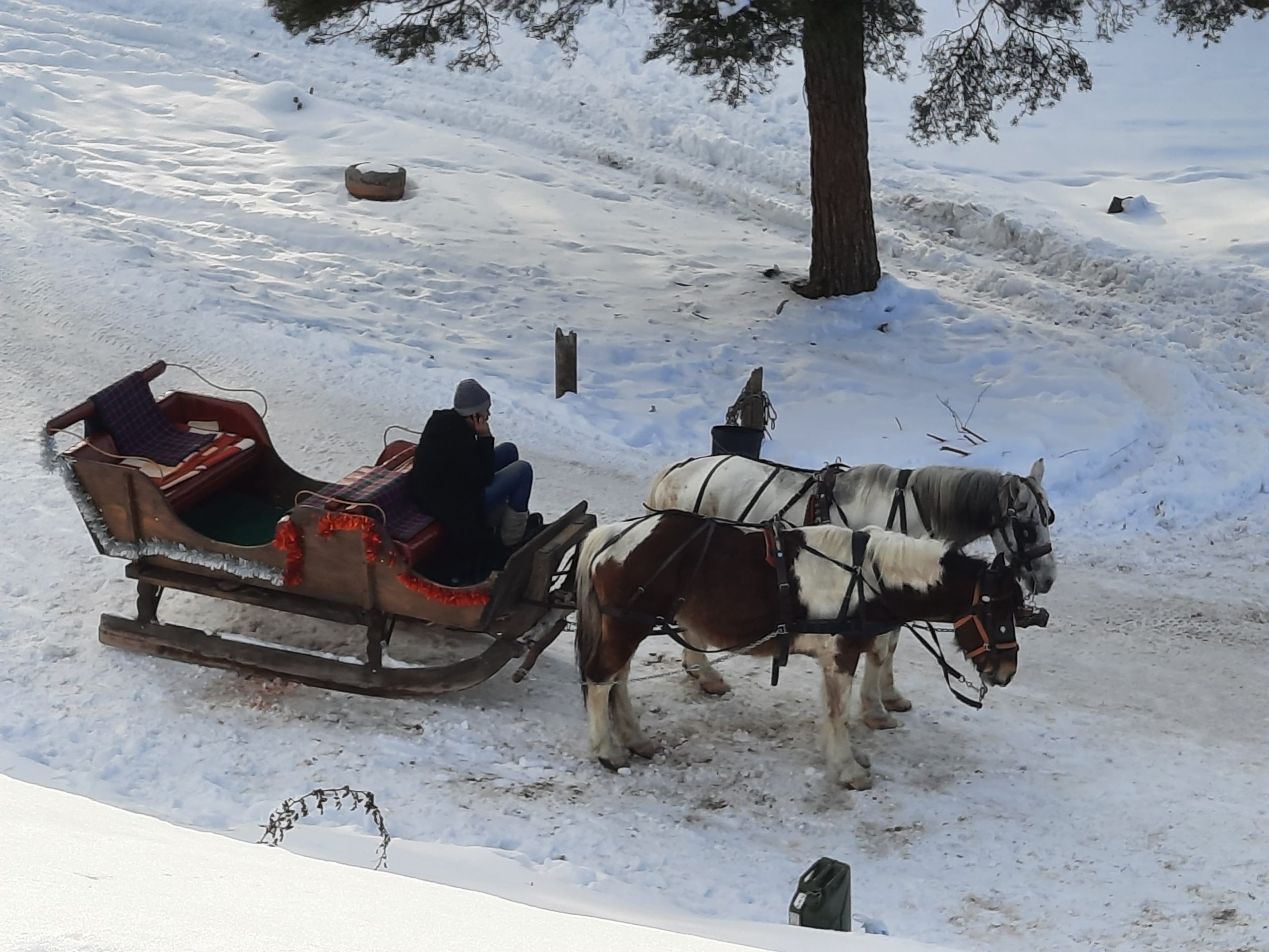 Zlatibor, Užice, zima, sneg, kojni, kočija. Zlatibor: Kroz prirodu kvadom ili kočijama, šetnja izašla iz mode Foto: Slavica Panić/Nova.rs