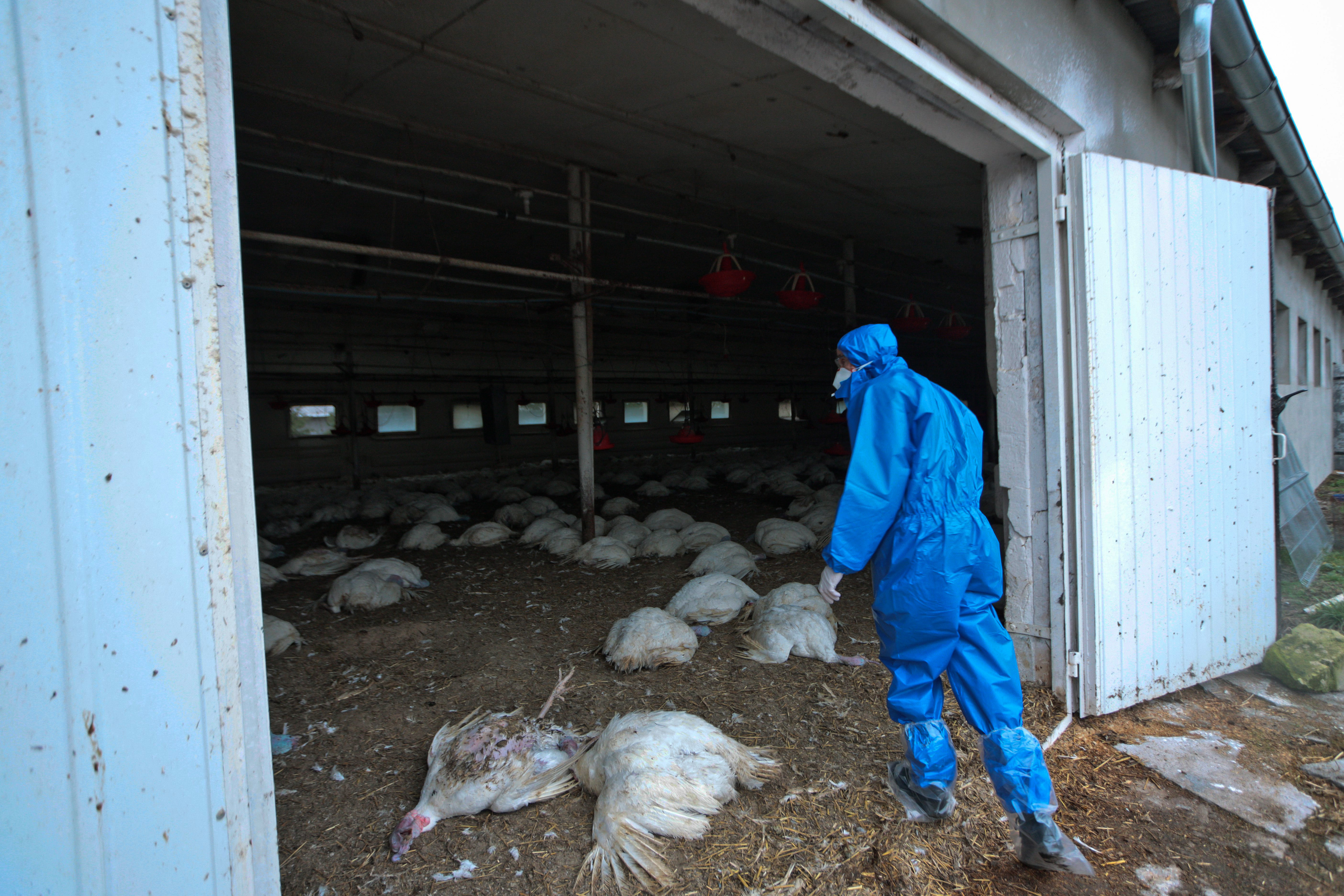 Russia reports first human cases of H5N8 bird flu pticiji grip
