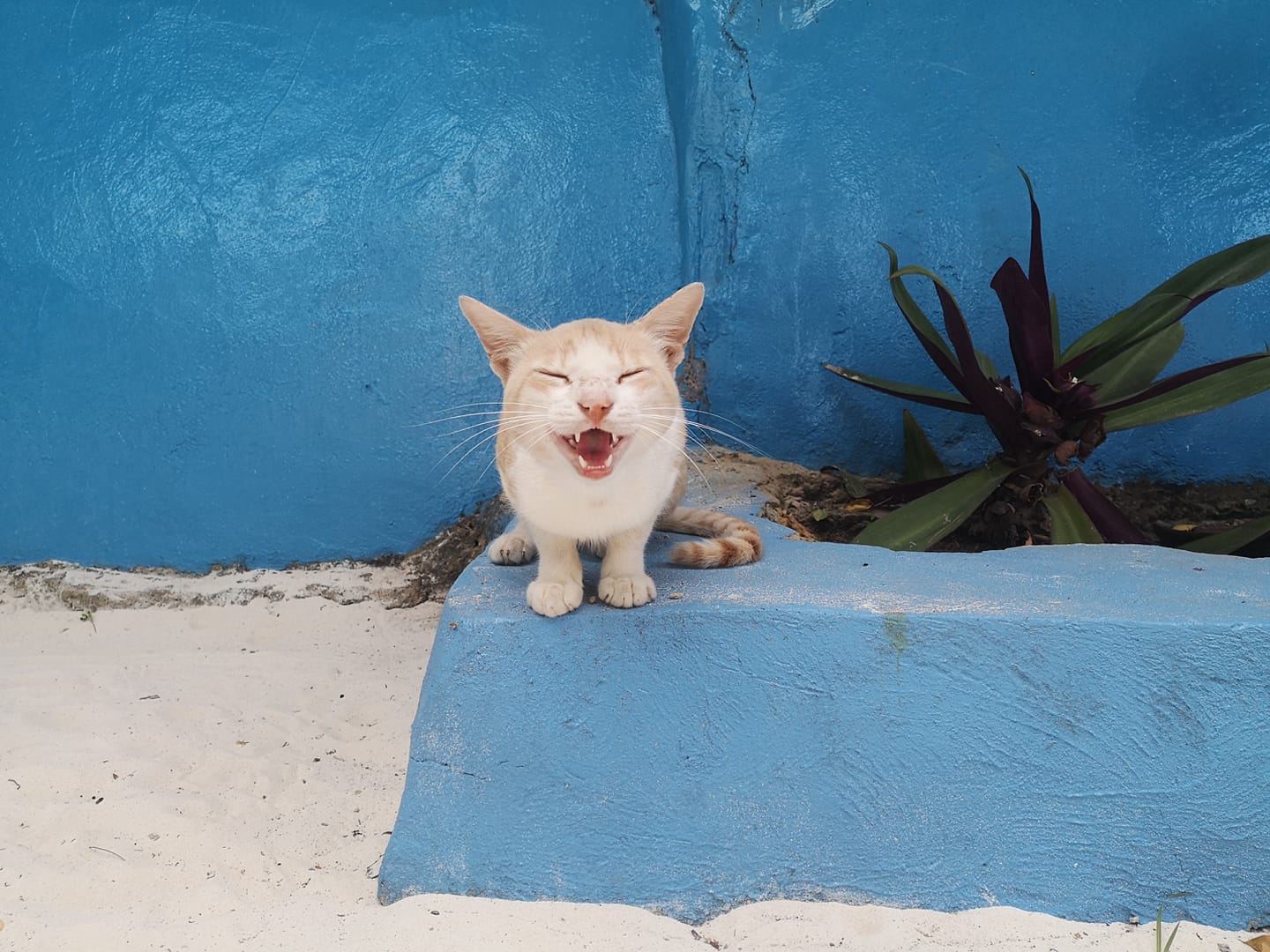 Zanzibar