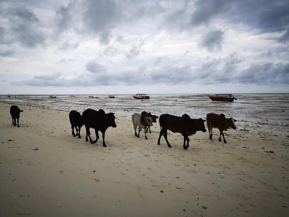 Zanzibar