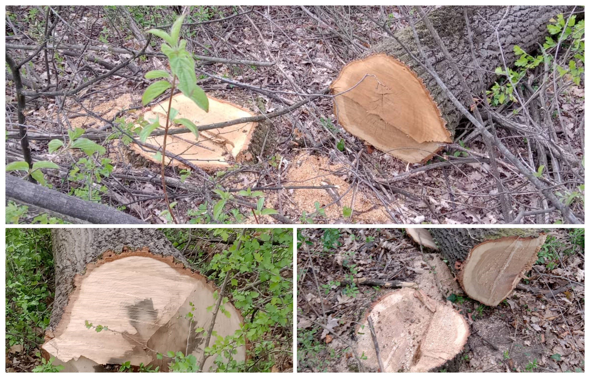 collage posecena suma