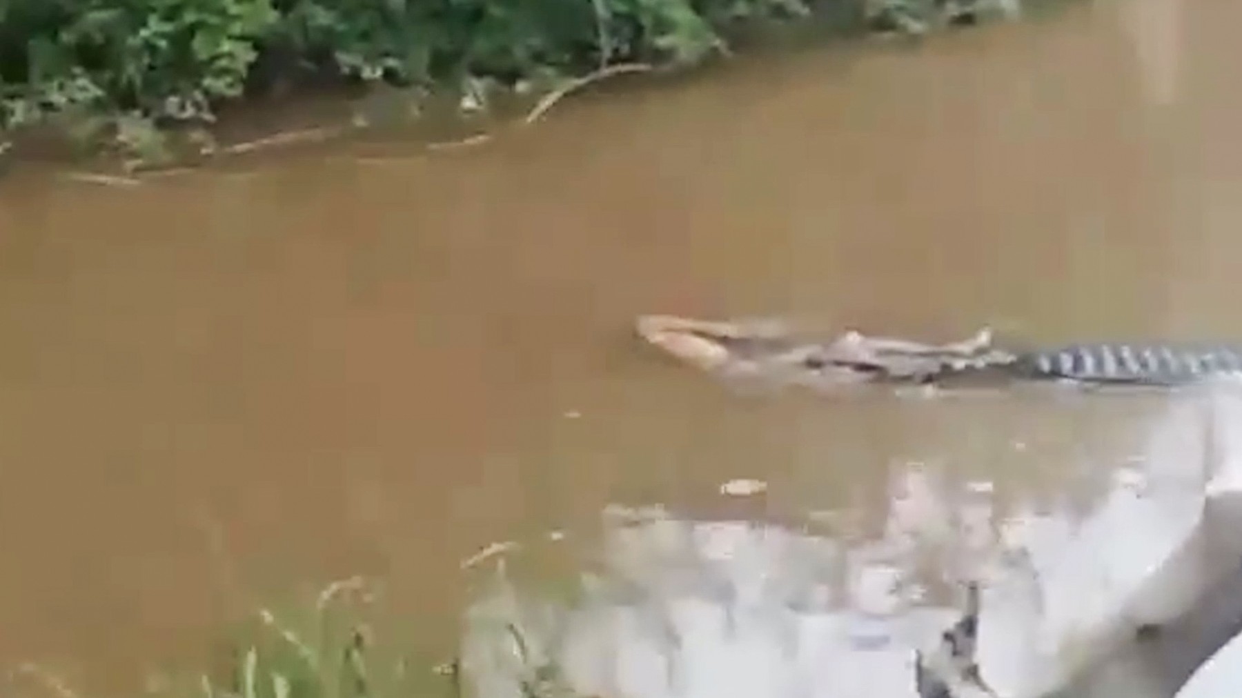Killer crocodile drags elderly fisherman through river in Indonesia
