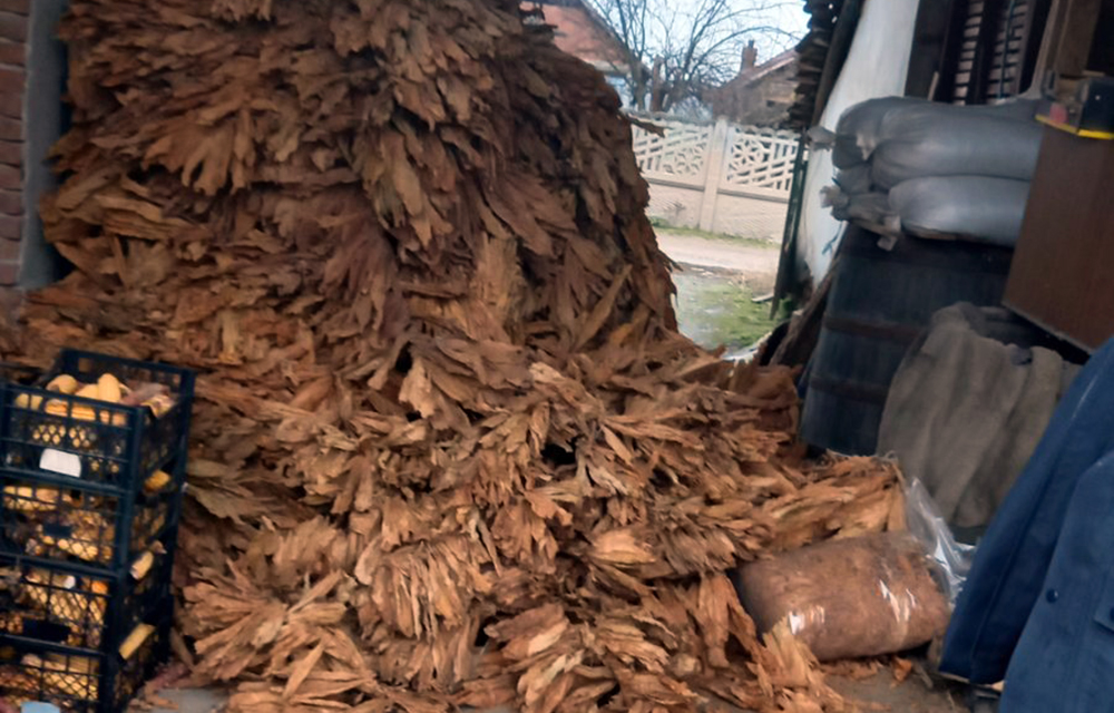 Krivična prijava za nedozvolјen promet duvanom. Policija je u stanu i drugim prostorijama osumnjičenog pronašla oko 87 kilograma duvana u listu i više od 14 kilograma rezanog duvana koji je, kako se sumnja, bio namenjen dalјoj prodaji. kruševac