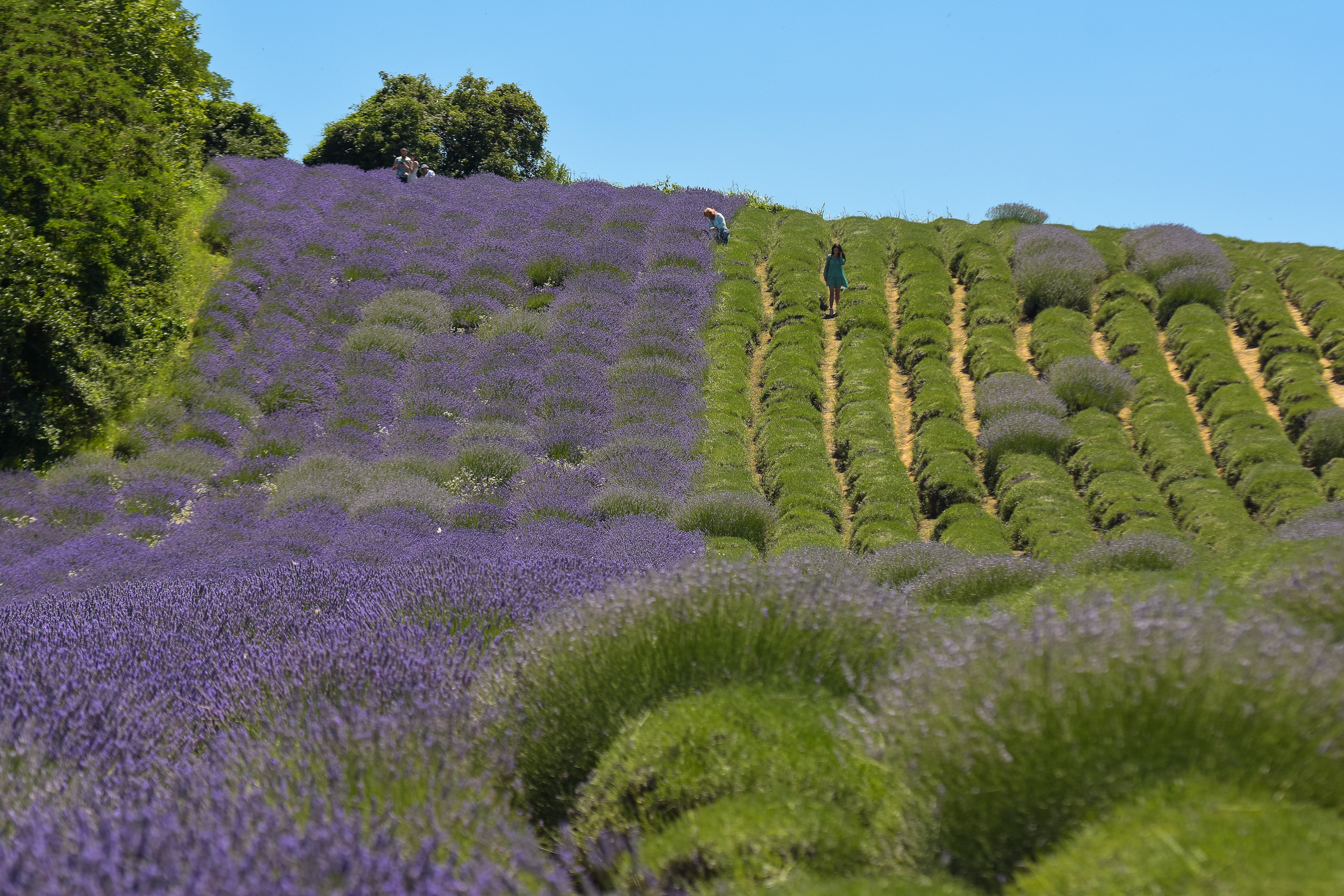 Foto: Nenad Mihajlović/Nova.rs, Branko Švonja vlasnik polja lavande, lavanda