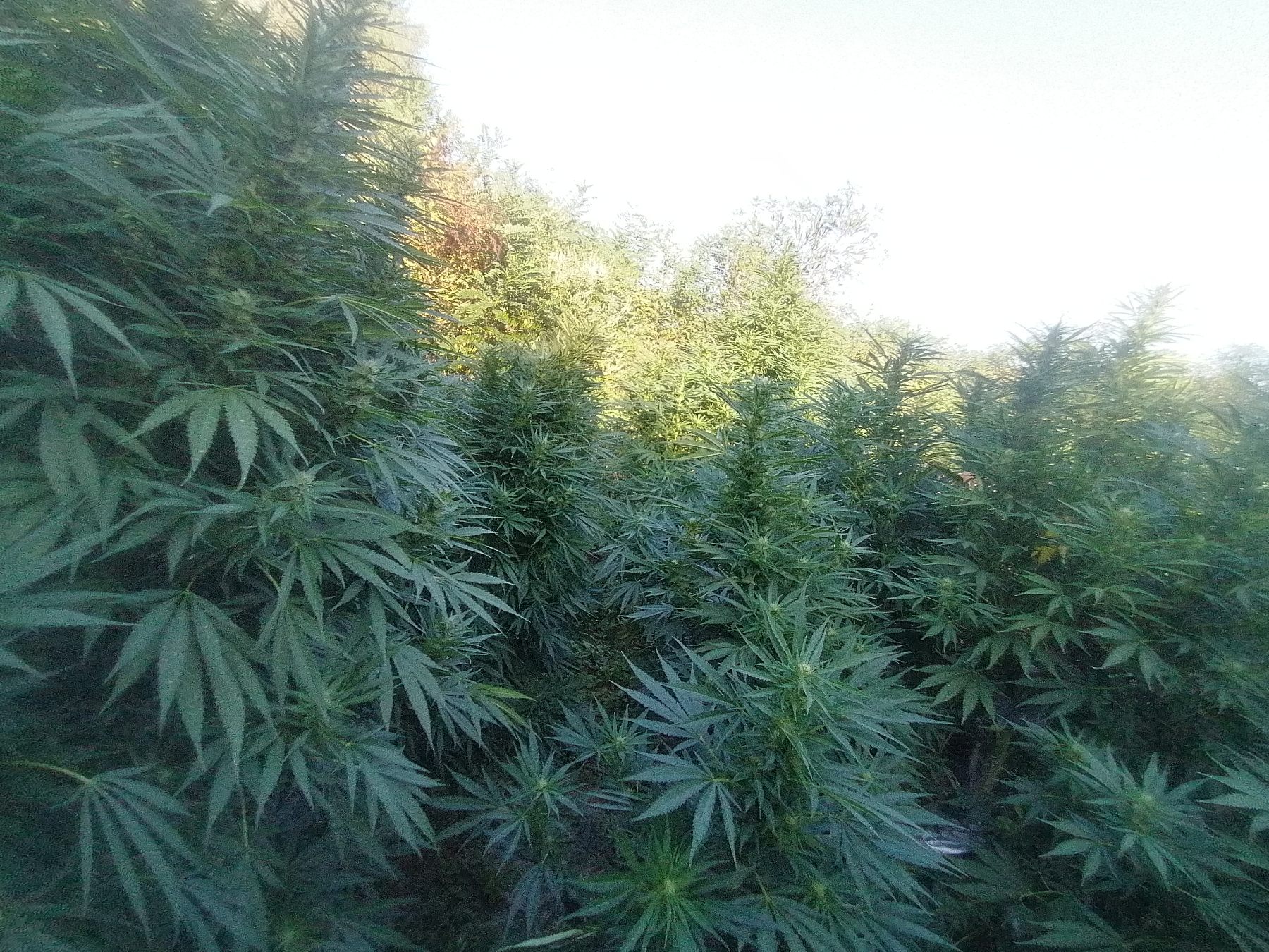 ПУ+Крушевац-засад