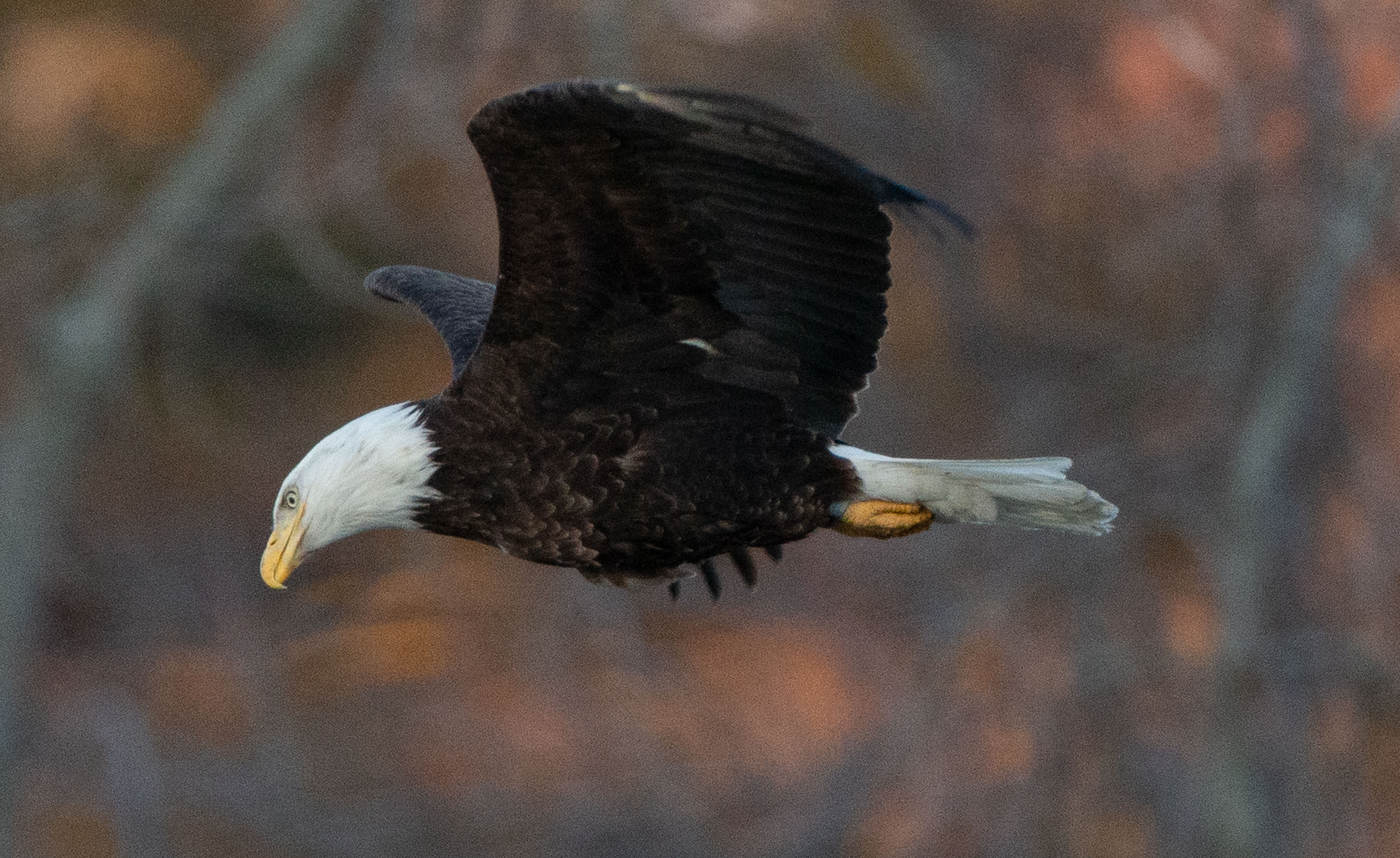 Bald Eagle in Massachusetts orao