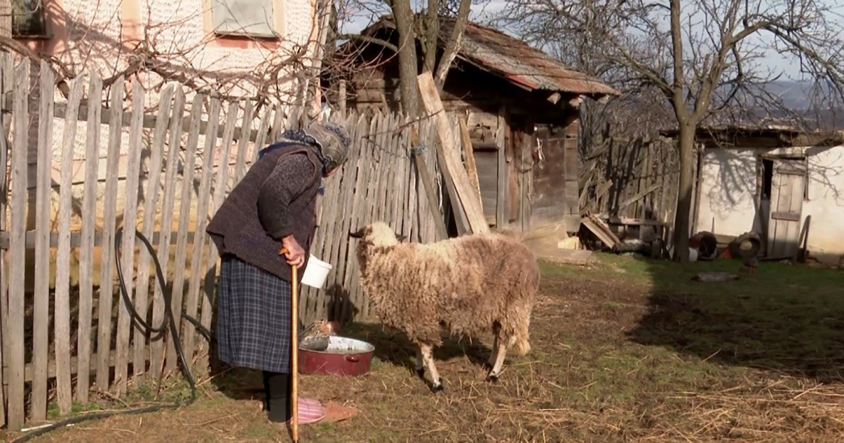 Čačak, Kablar, Milanka Petrović, baka, ovce, ovca, krađa, kradja ovaca Foto: Ljubica Sokić/Nova.rs